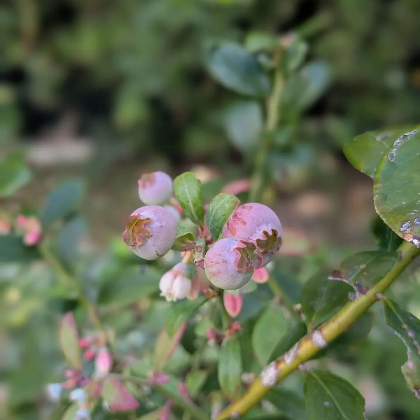 Berry Trio! 🫐

Low-chill blueberries alongside mulberries and native raspberries. Perfect for Brisbane backyards and little hands can't resist!🤤