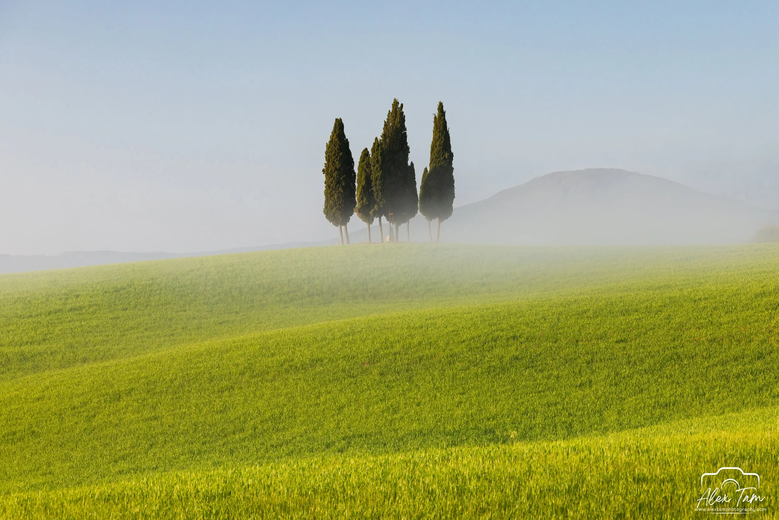 Four tree morning