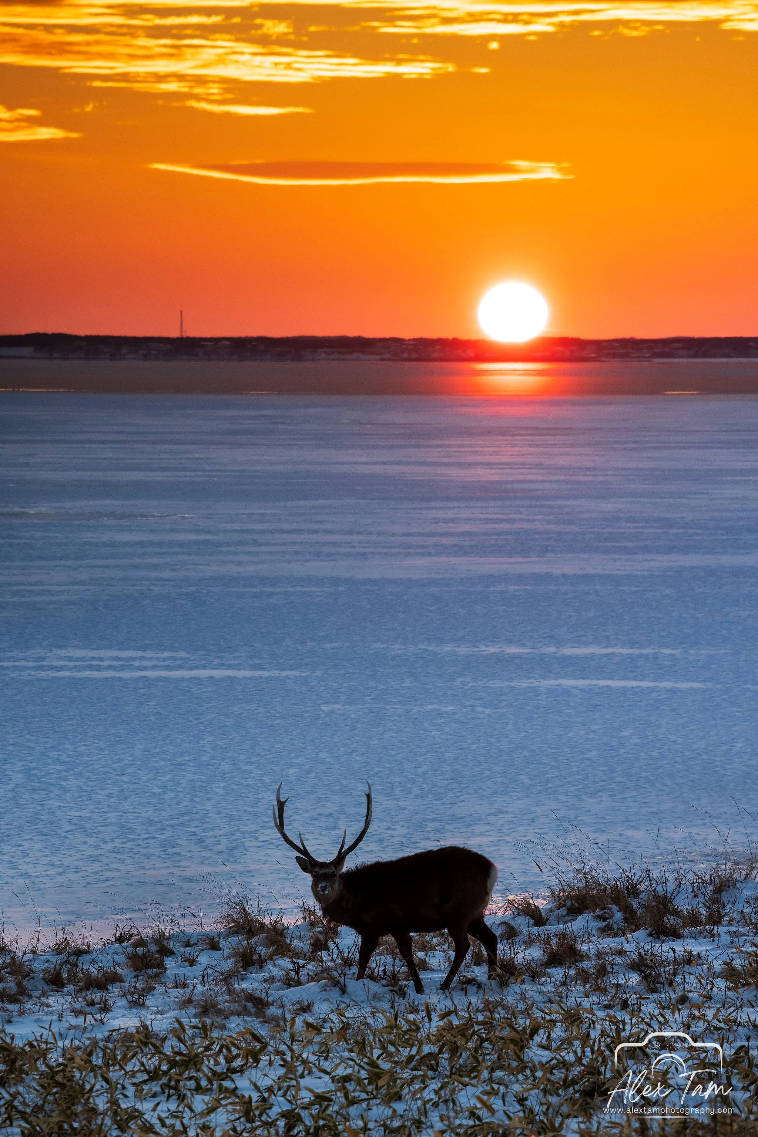 Cervus nippon yesoensis