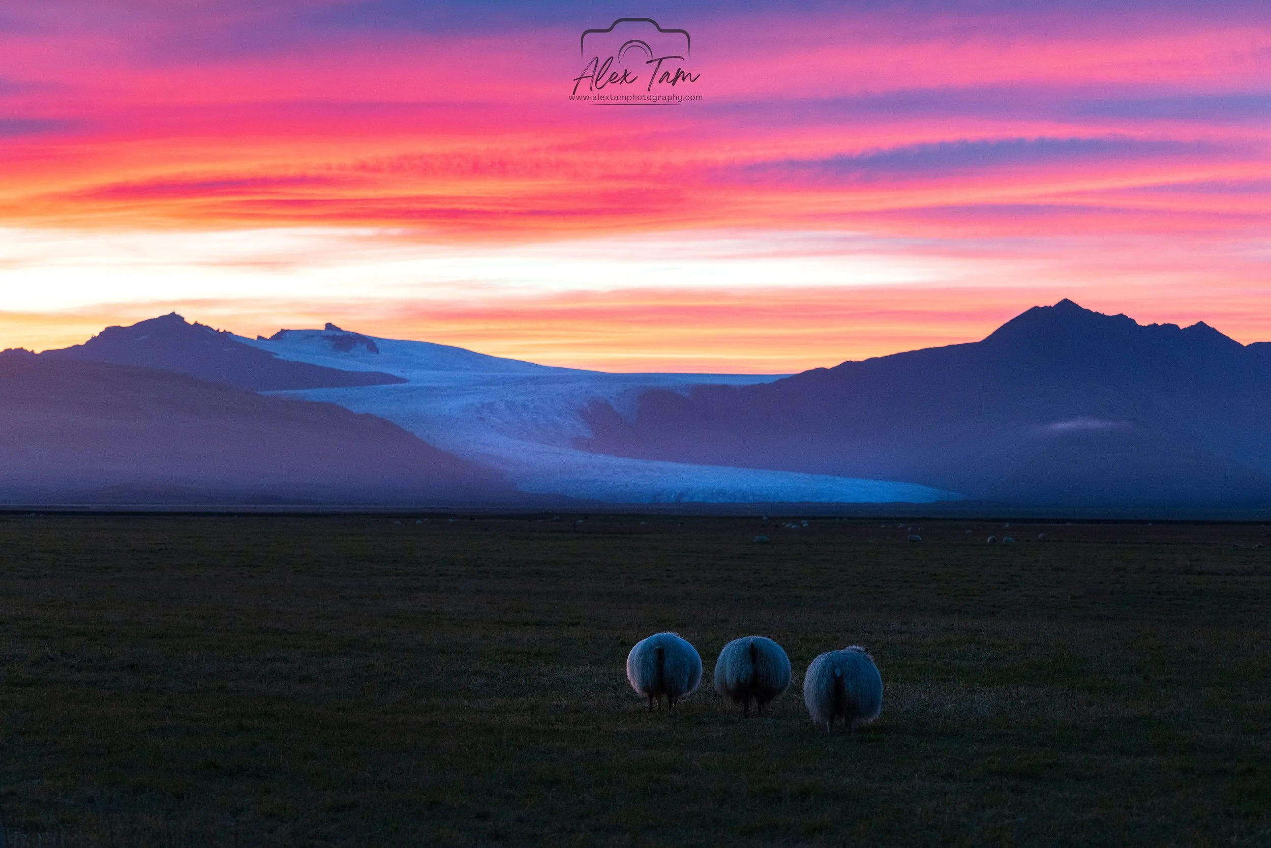 Heinaberg Glacier View with Sheep