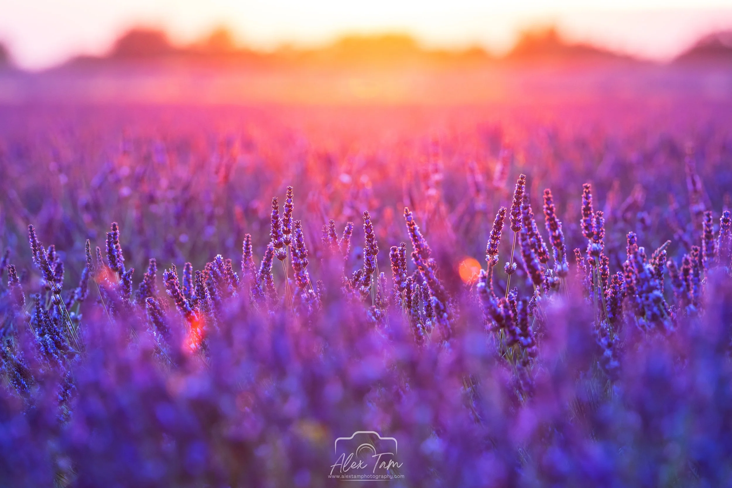 Pretty purple