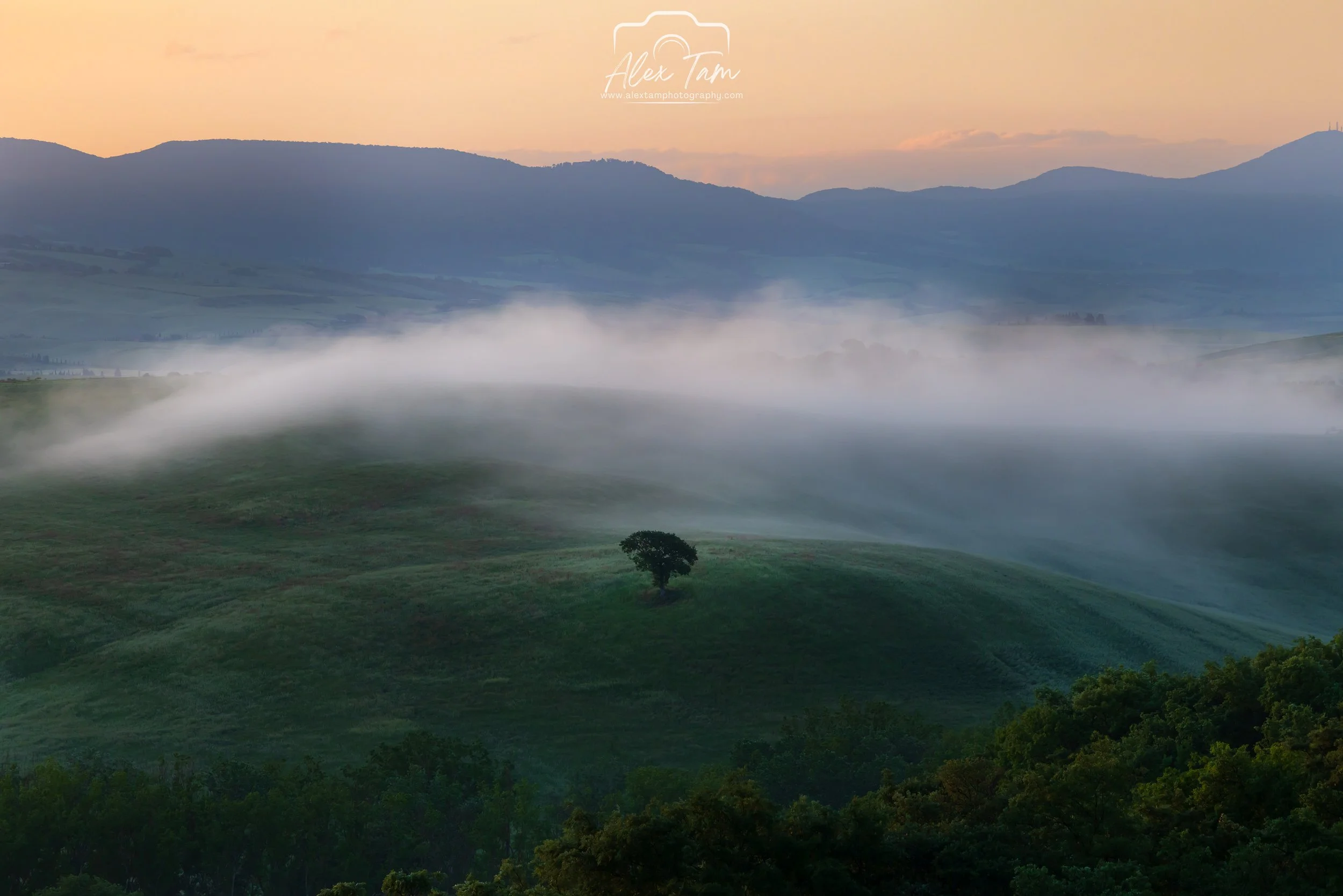 Lonely tree