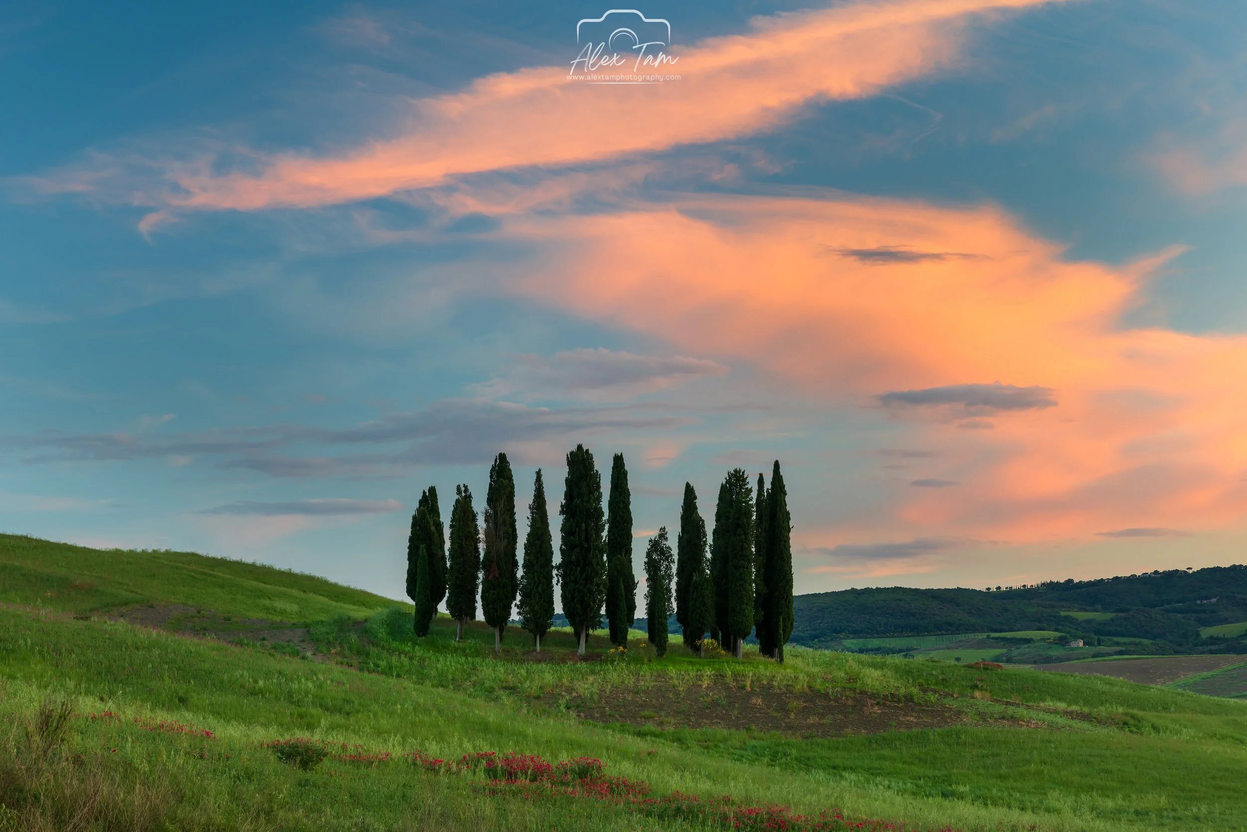 Cipressi di San Quirico d'Orcia