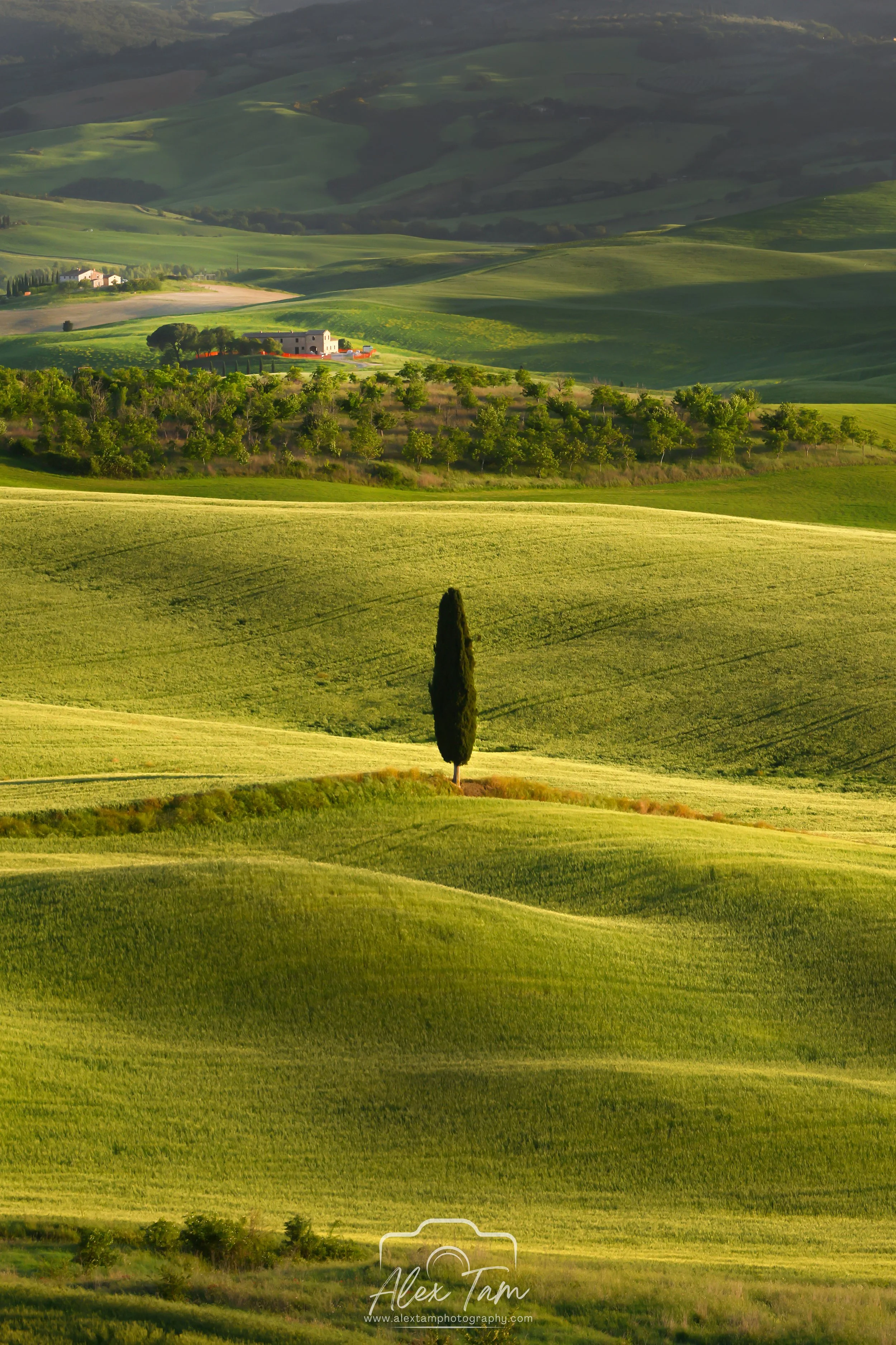The only tree