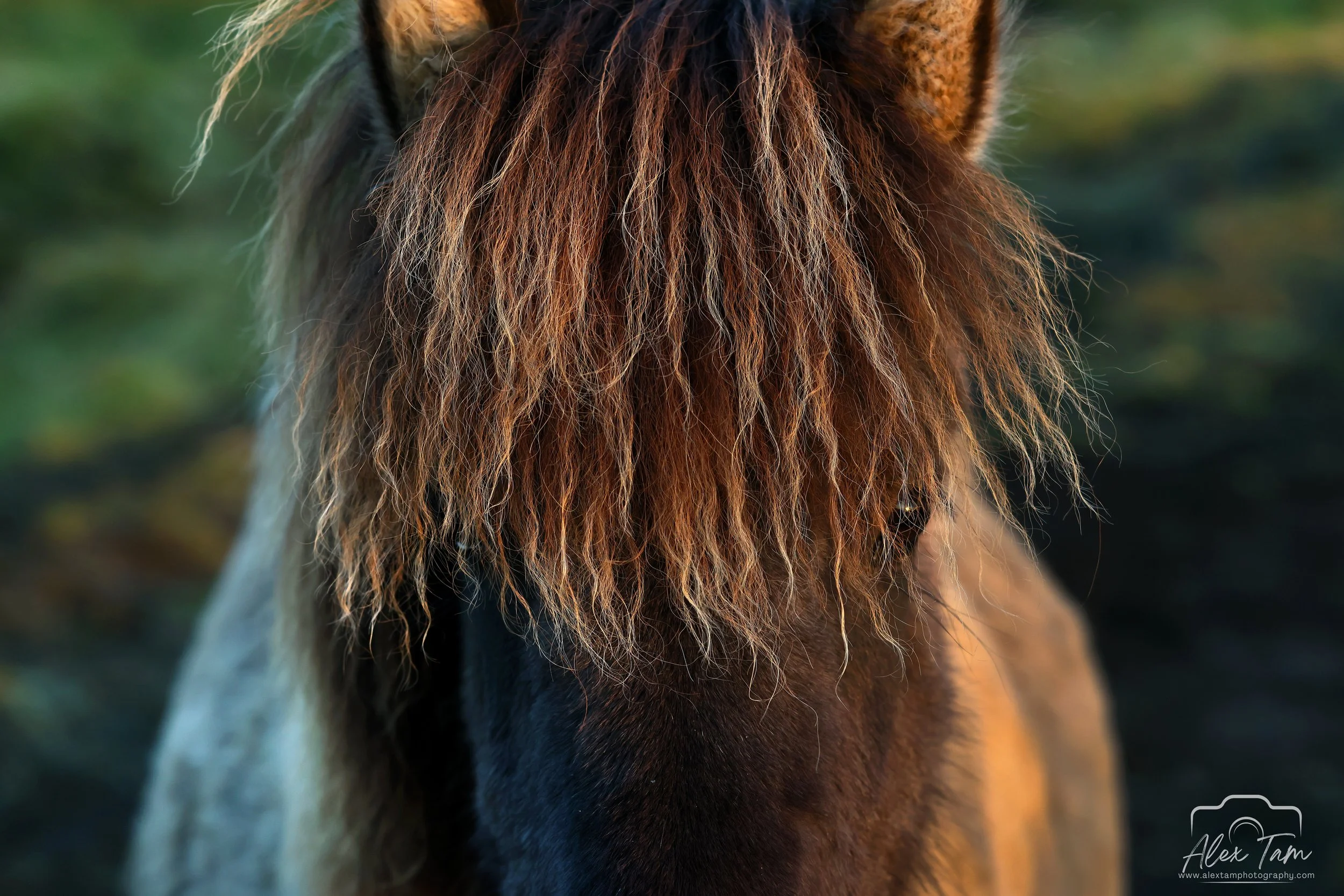 Icelandic horse
