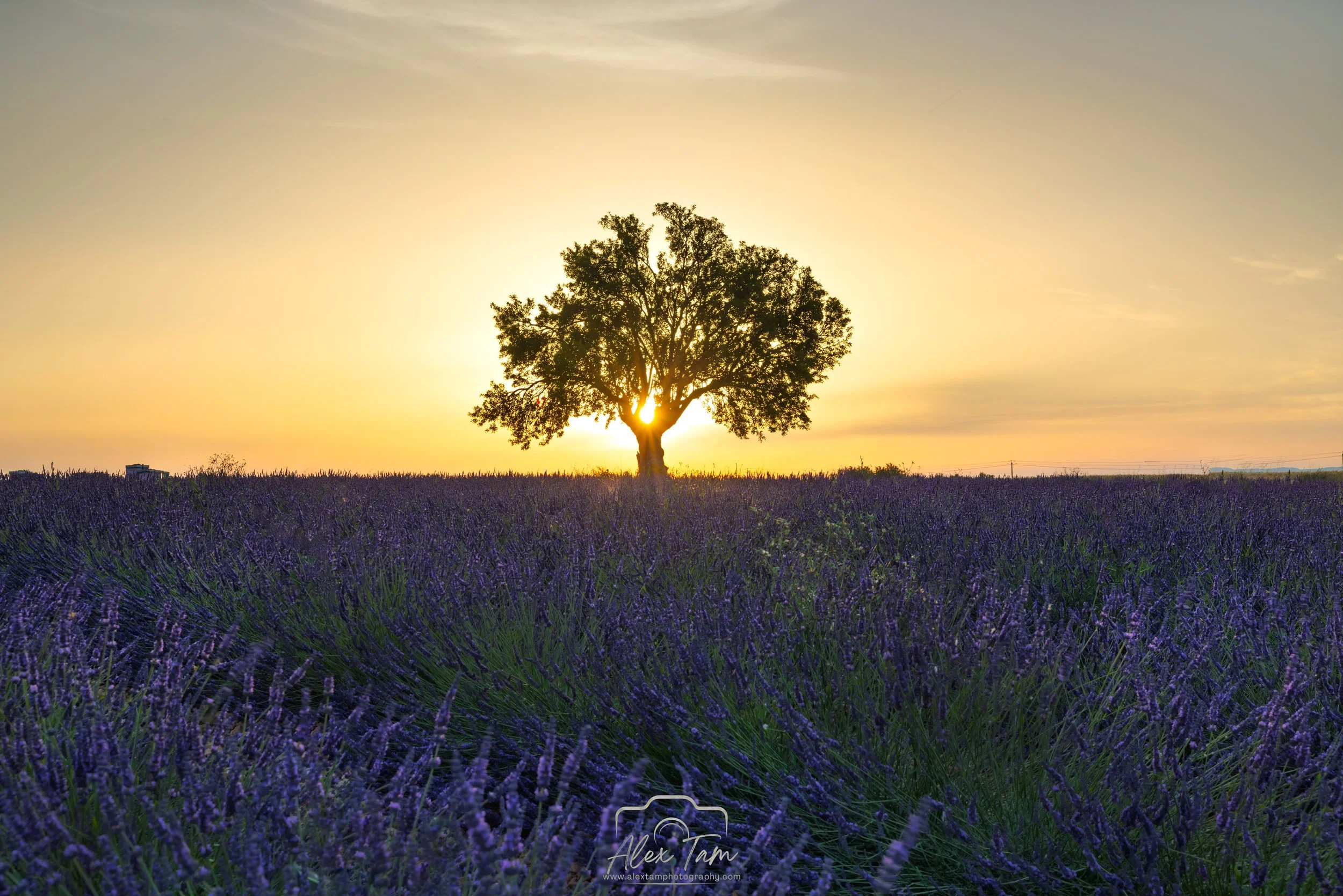 Sunset tree
