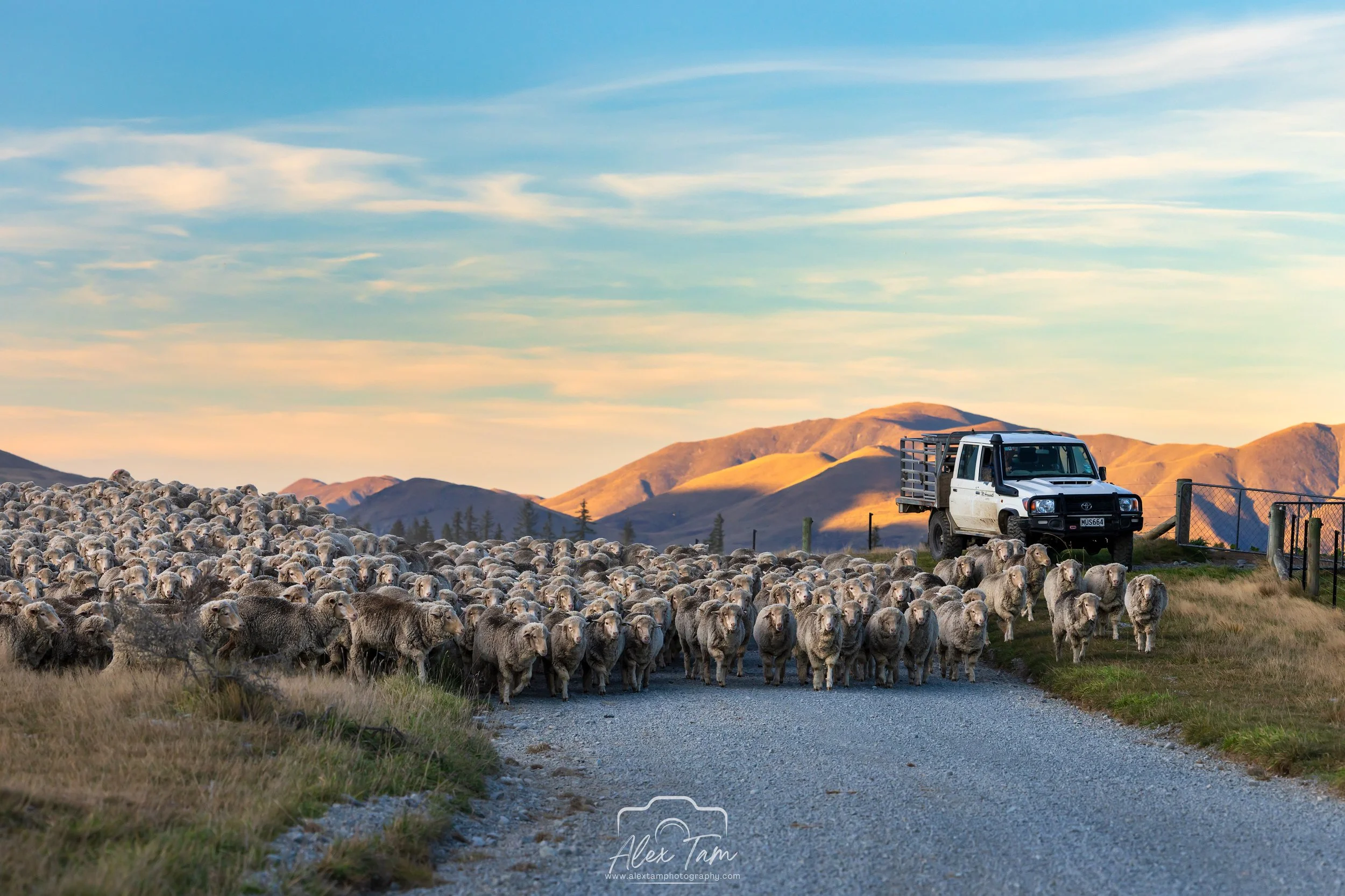 Sheep are coming