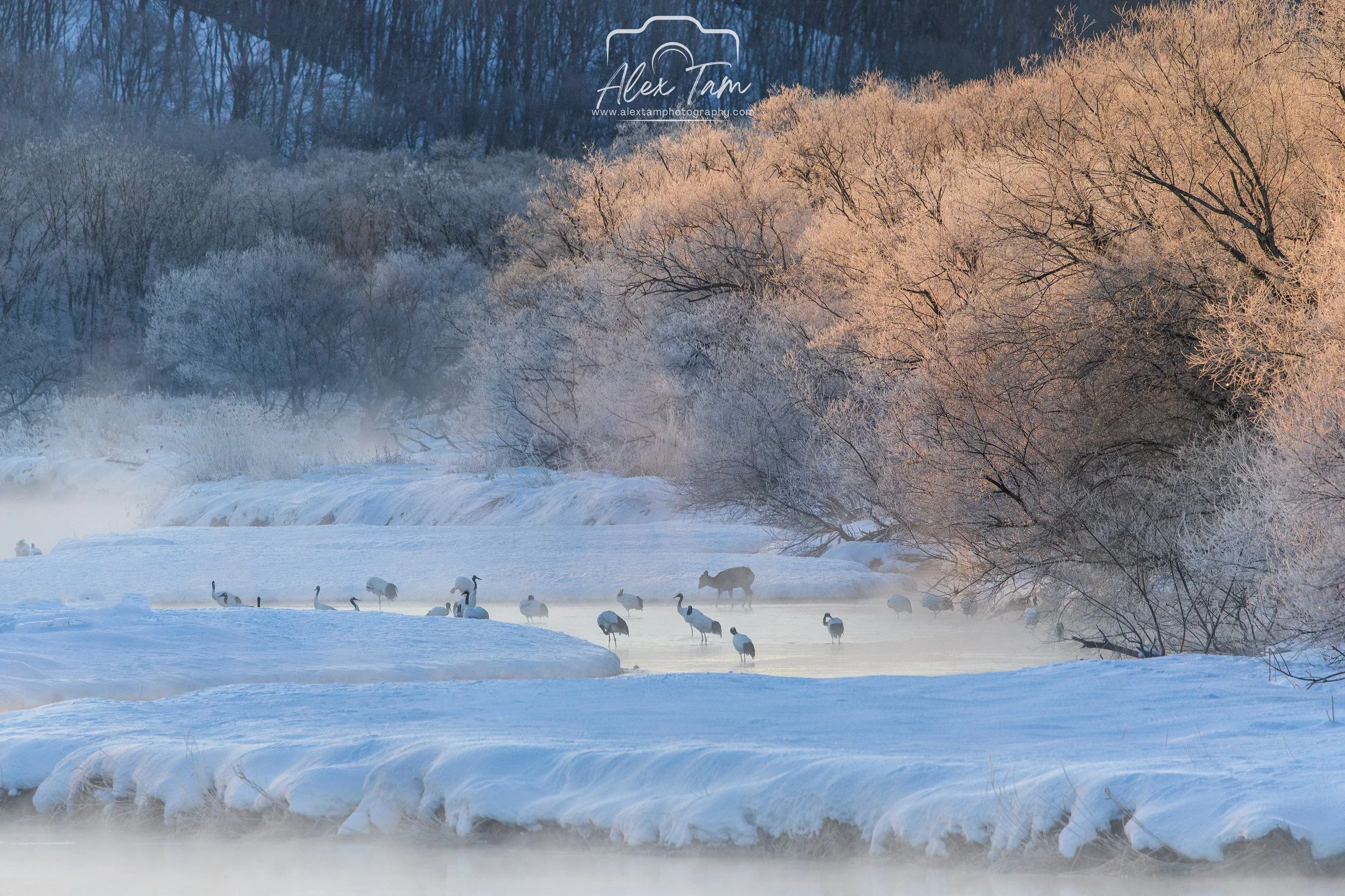 Grus japonensis under harsh cold