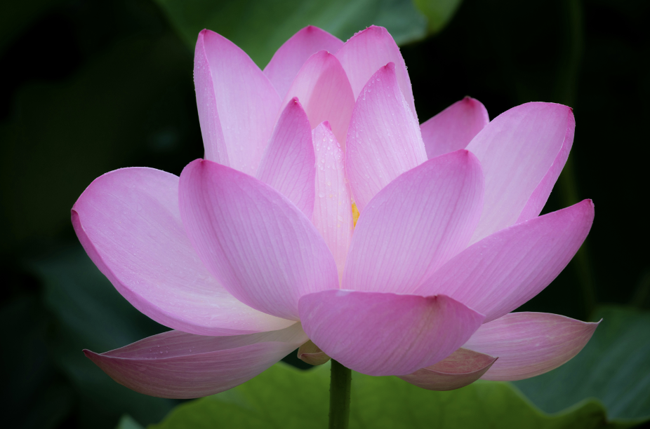 Close-up of a pink lotus flower with green leaves in the background.