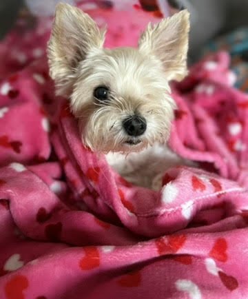 Rosa K. Tousent, DNP, APRN, PMHNP-BC's small white dog wrapped in a pink fleece blanket with hearts.