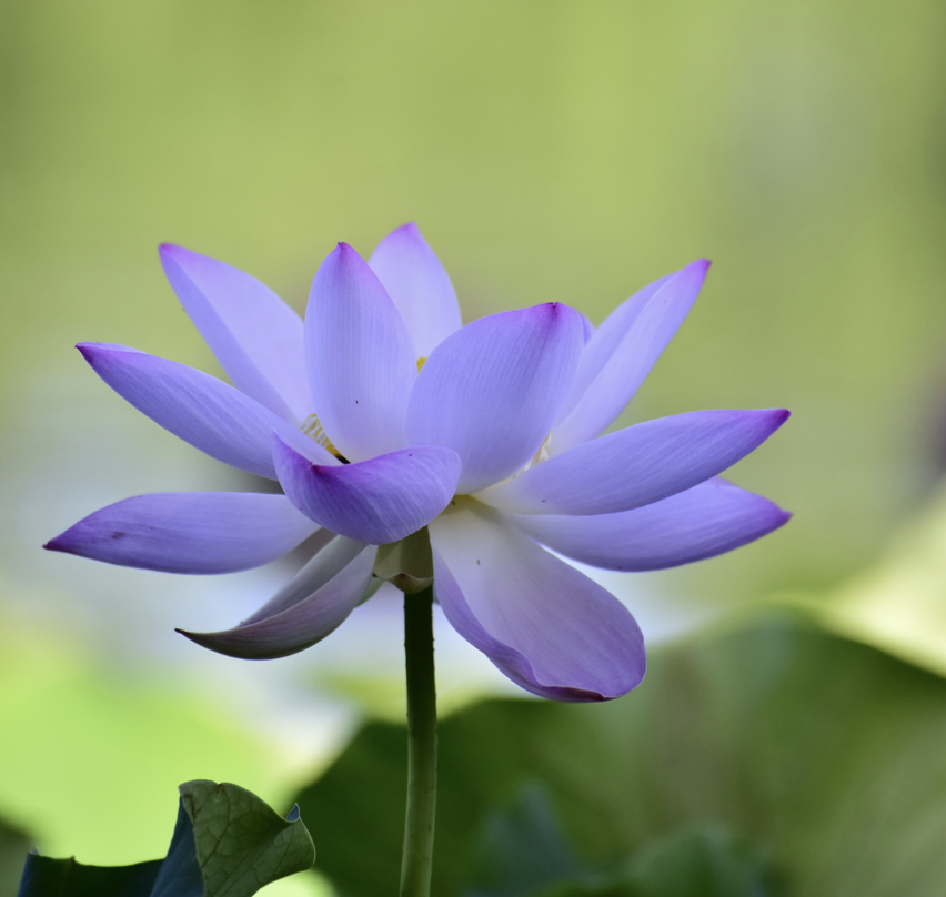 A close-up of a purple and white lotus flower blooming with green leaves in the background.