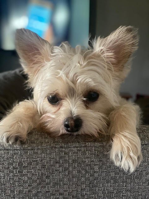 Rosa K. Tousent, DNP, APRN, PMHNP-BC's small, light-colored dog with fluffy fur and large ears resting its front paws on a gray fabric surface, looking at the camera.