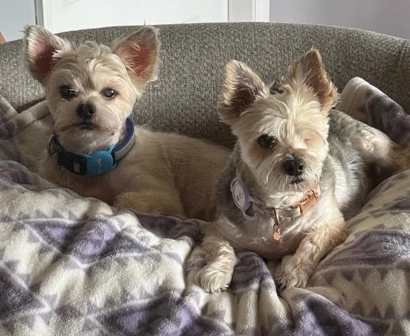 Rosa K. Tousent, DNP, APRN, PMHNP-BC's two small dogs lying on a blanket in a pet bed, looking at the camera.