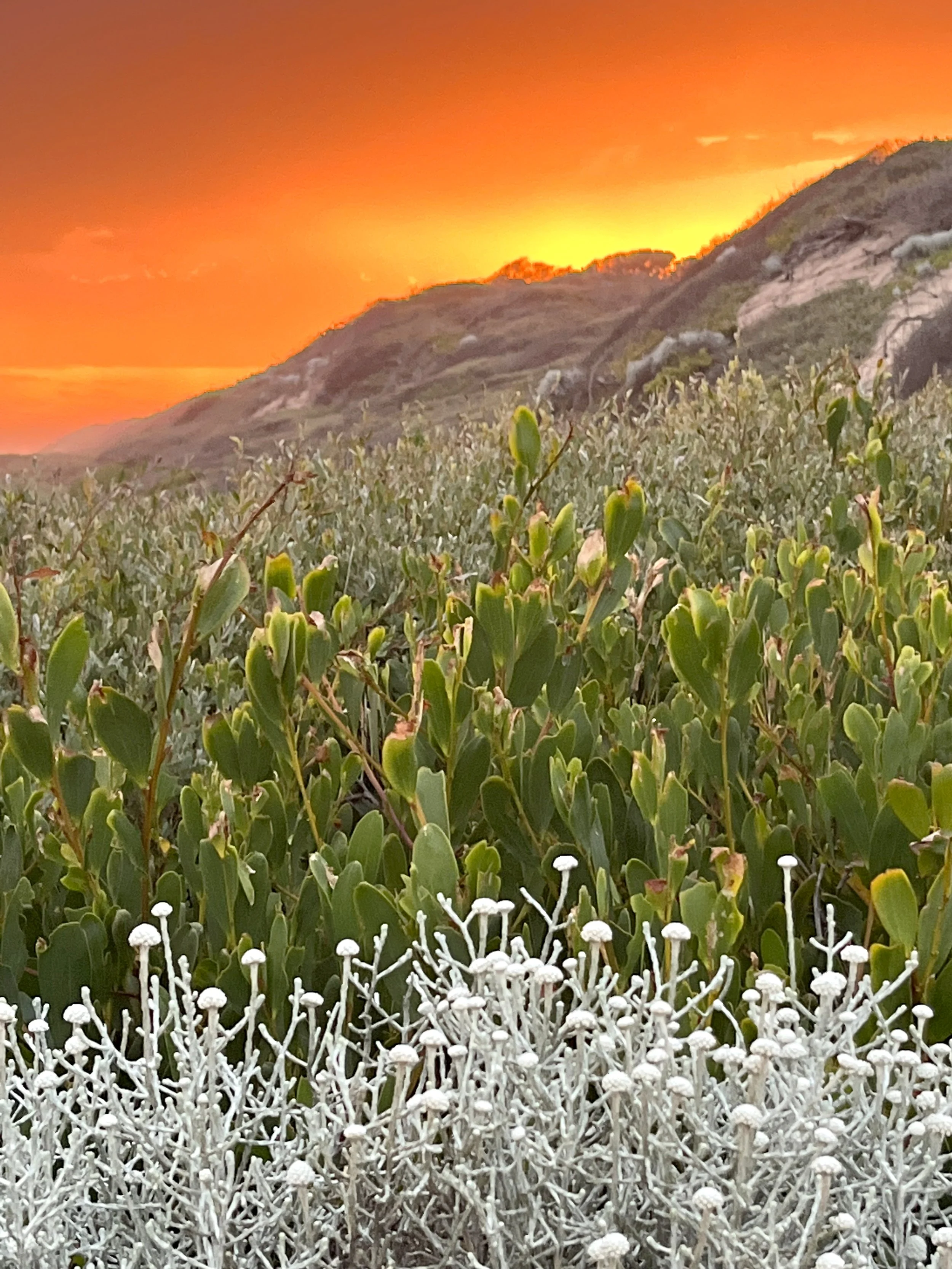 SAS_Website_Floral 1.jpg