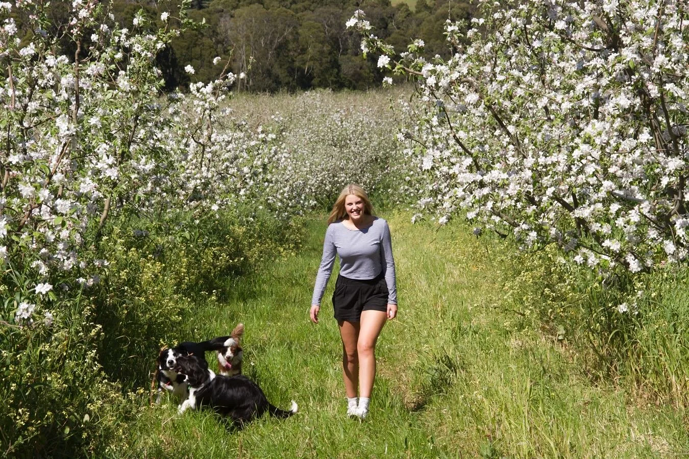 It&rsquo;s a season of new beginnings here on the Mornington Peninsula 🌸✨

Our apple trees are bursting with buds and blossom, signalling the start of another fruitful year ahead 🍏🌿 &mdash; and just as the orchard wakes up, Australian strawberry s