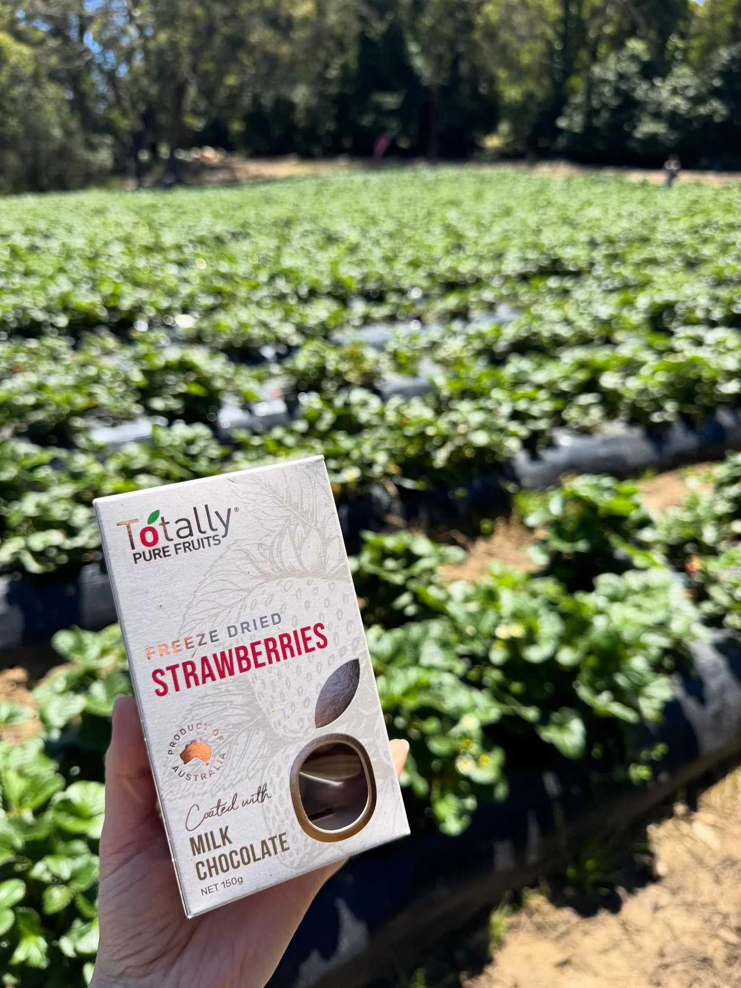From farm to chocolate-coated perfection 🍓✨
We popped into @rockycreekstrawberryfarm today &mdash; the source of the beautiful strawberries we freeze-dry and coat in milk chocolate.
They&rsquo;re on sale now for Black Friday! Use Code: BF15 on our w
