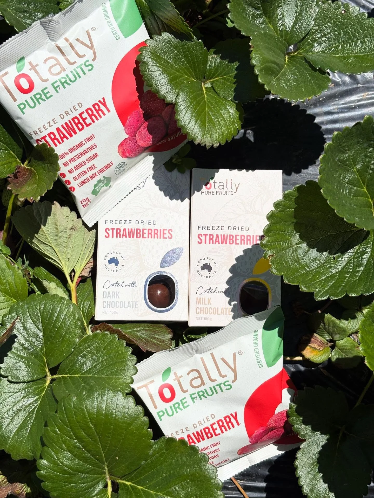 Our beautifully packaged freeze dried strawberries are the best crunchy and naturally sweet snack 🍓🍫

Perfect to grab on the go, or enjoy when you have a moment to sit down 🥰