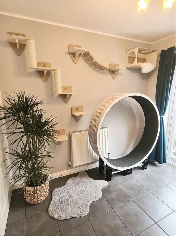 Apartment Dream 4 Cat
