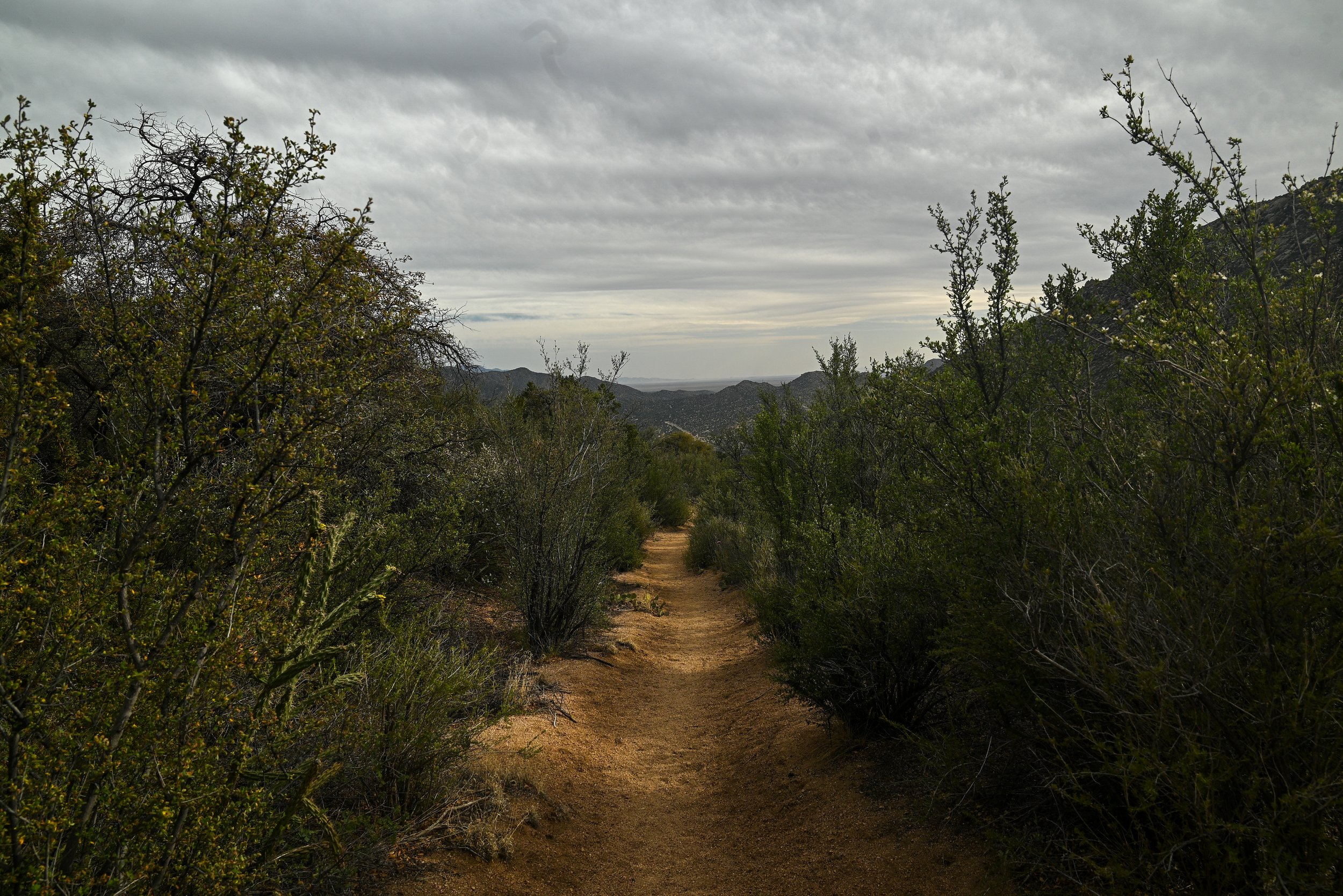 DSC_0690.jpeg