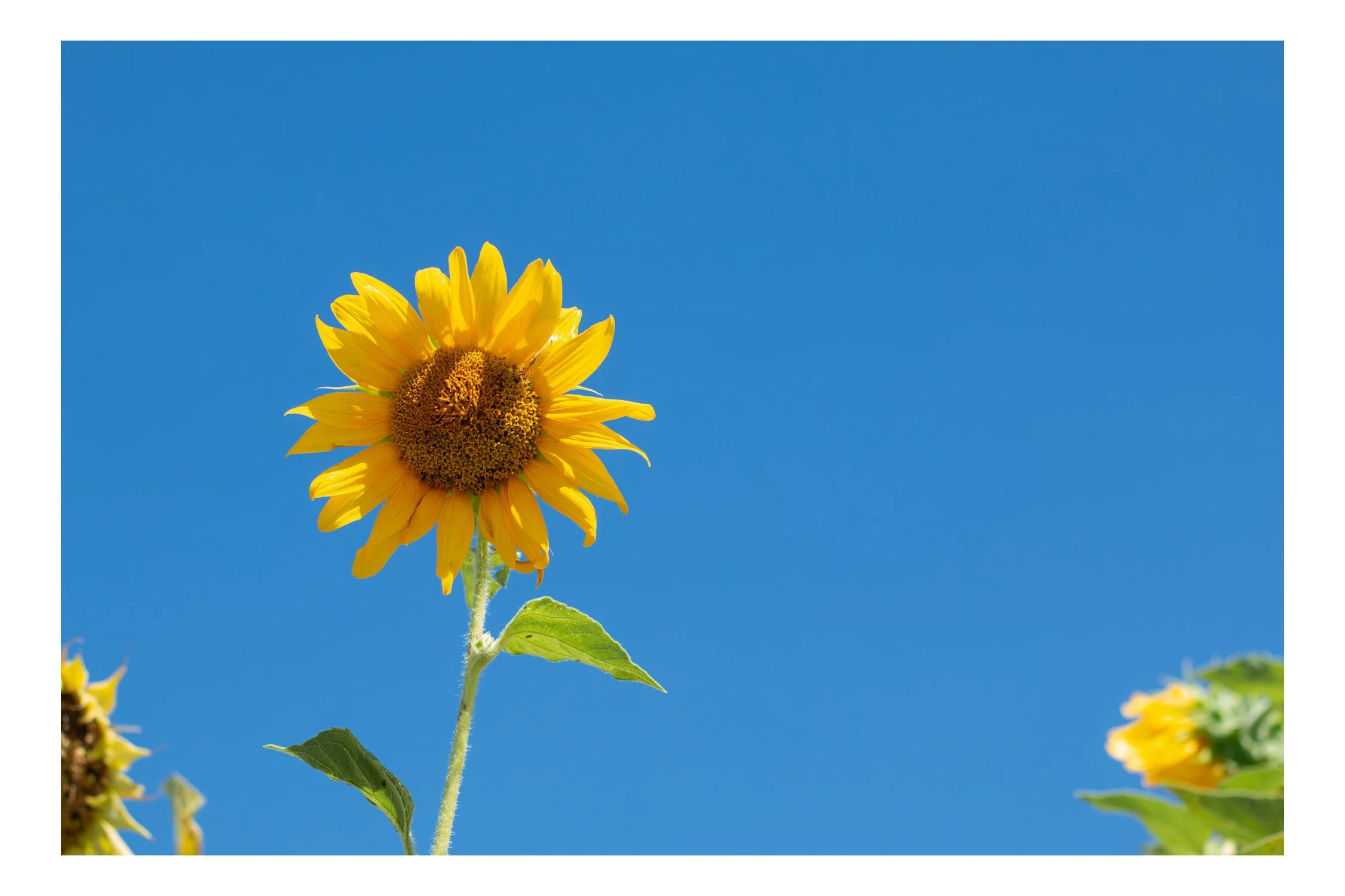 A single sunflower with yellow petals and a brown center against a bright blue sky.
