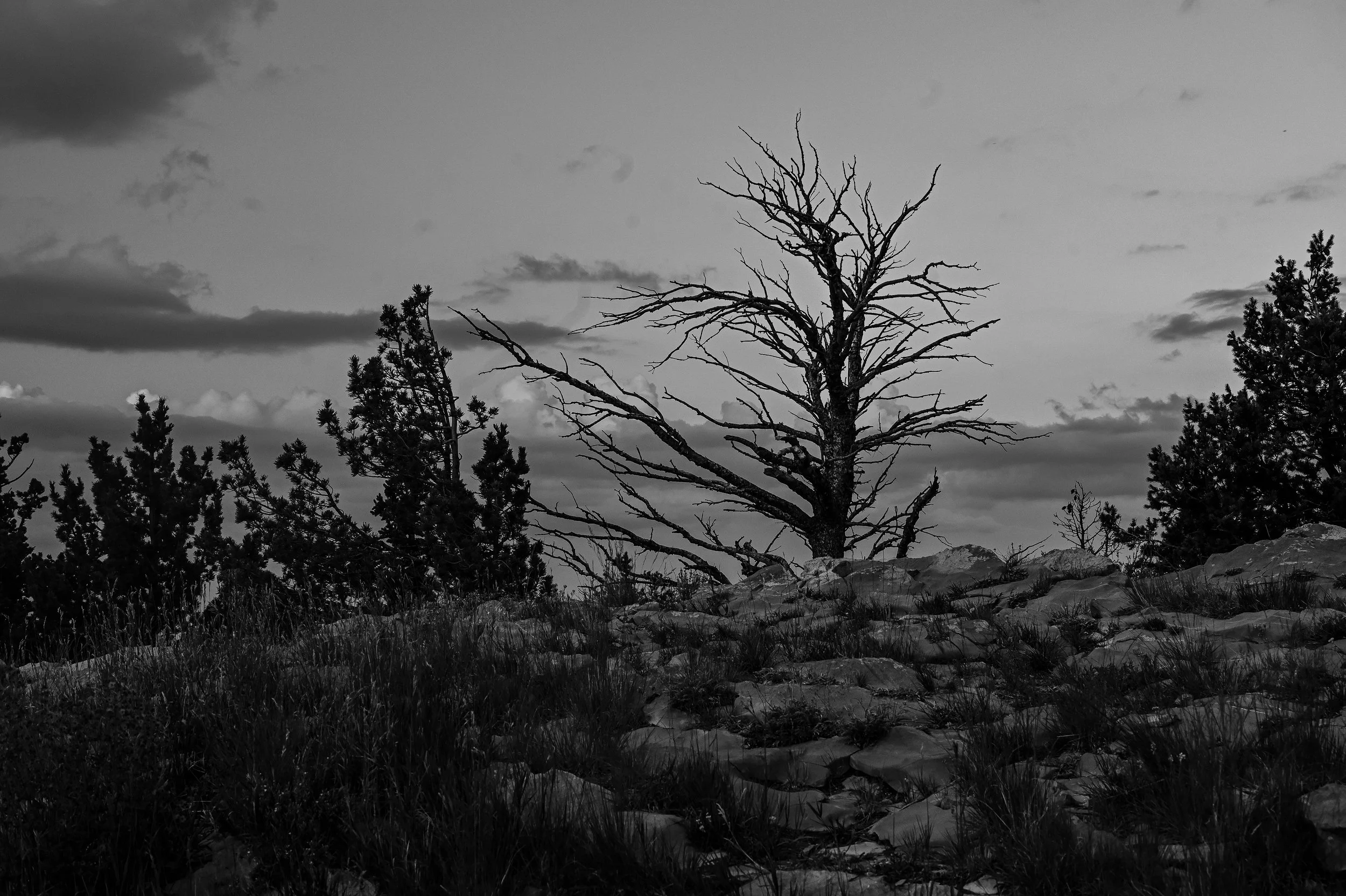 Black and white photo of a leafless tree on rocky ground, with pine trees and cloudy sky in the background.