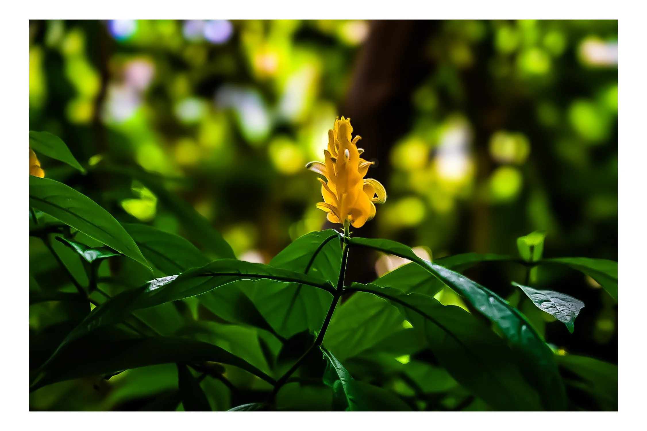 A yellow tubular flower growing among green leaves with a blurred background of tree branches and foliage.