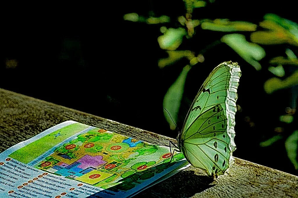 A green butterfly perched on an open colorful book on a wooden surface with green foliage in the background.