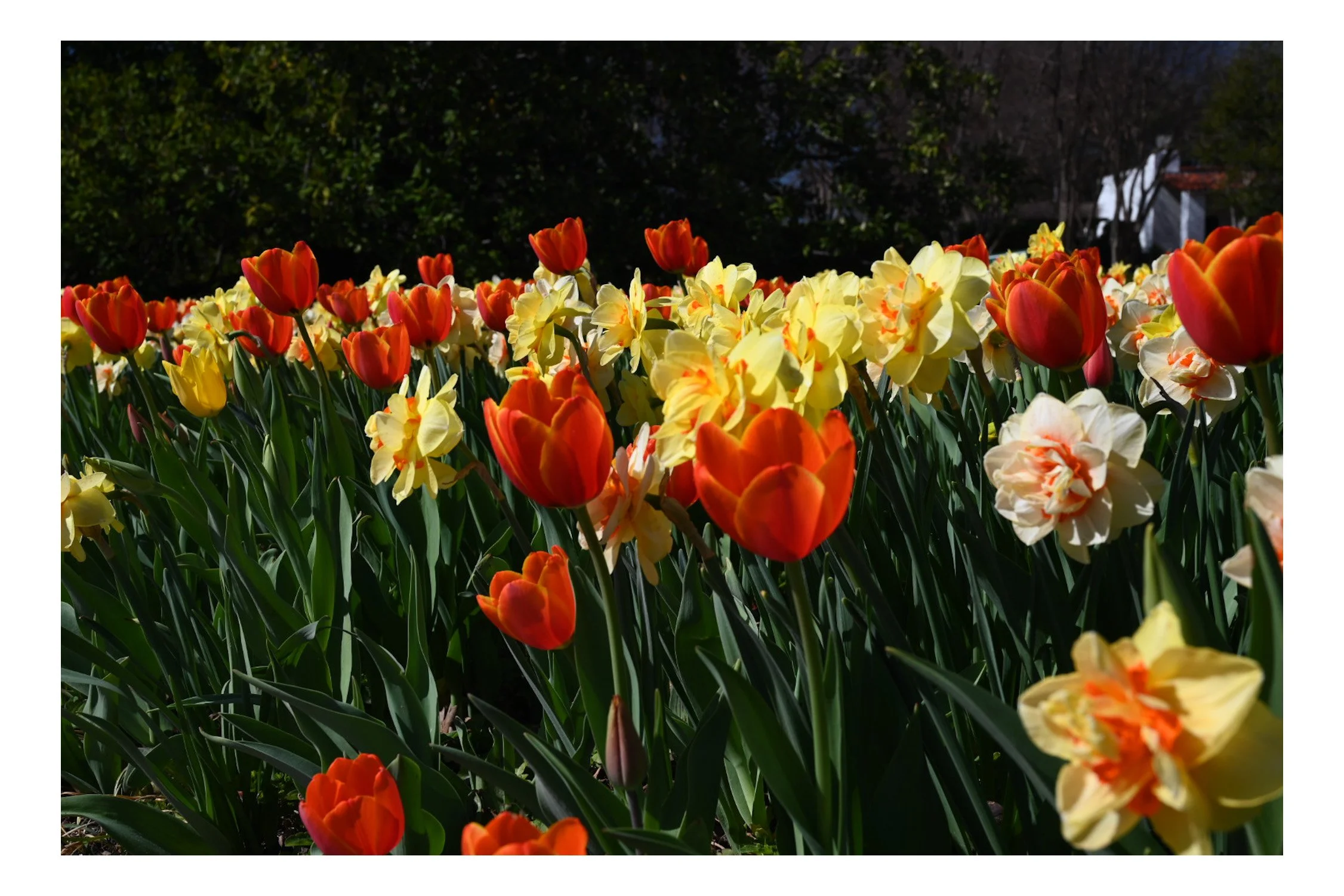 A vibrant garden bed of red, yellow, and orange tulips and daffodils, with dark trees and a house in the background under a clear sky.
