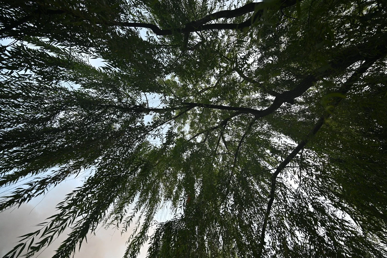 Looking up at the branches and leaves of a large tree against the sky.