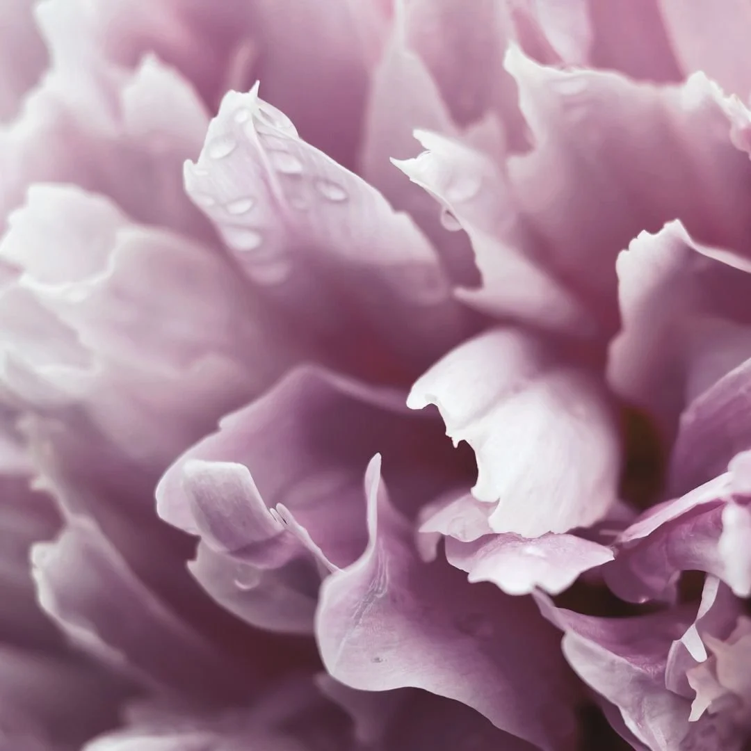 Close-up of a soft pink peony flower with delicate petals and water droplets