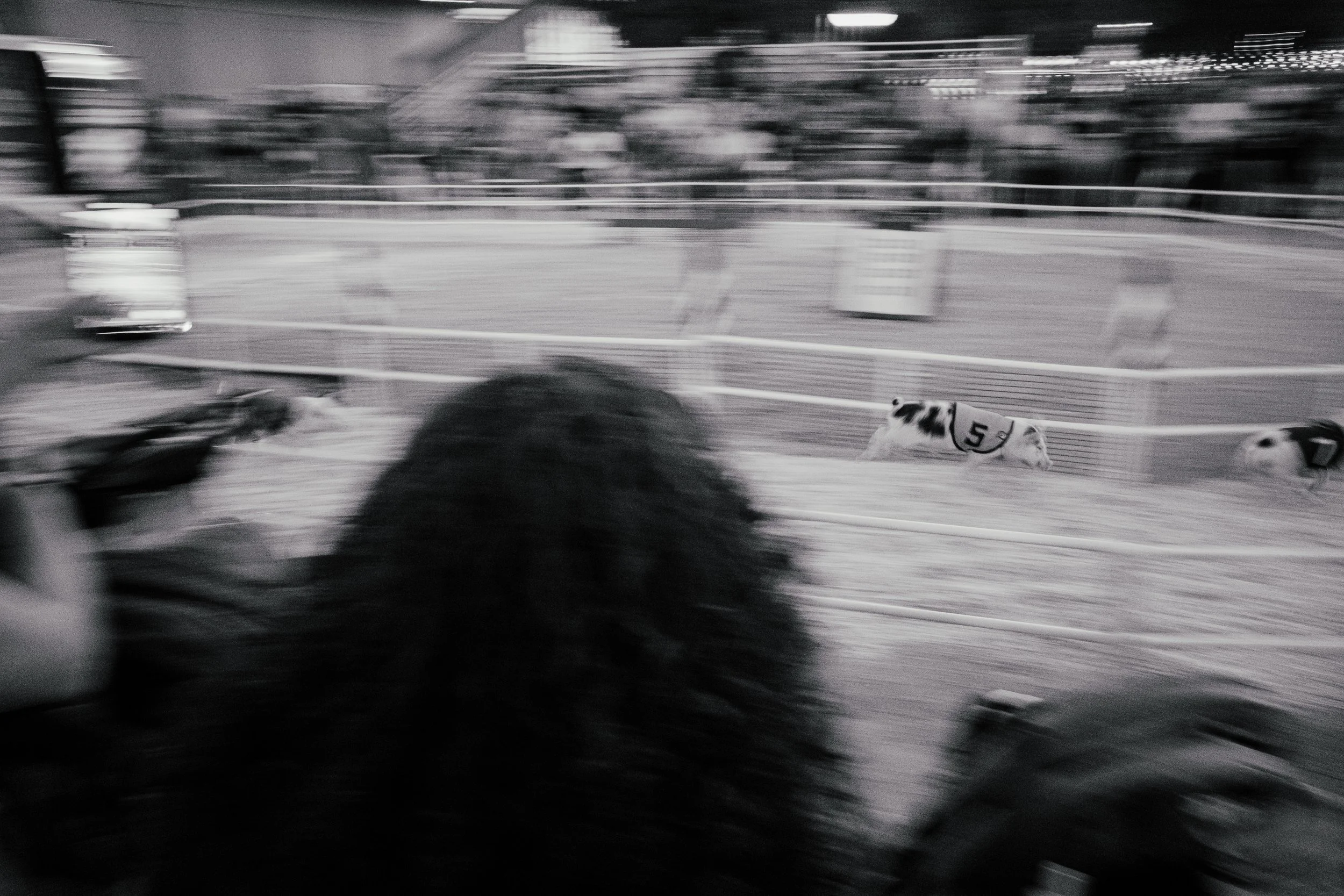 Sac_State_Fair_Set1_19K-13.jpg