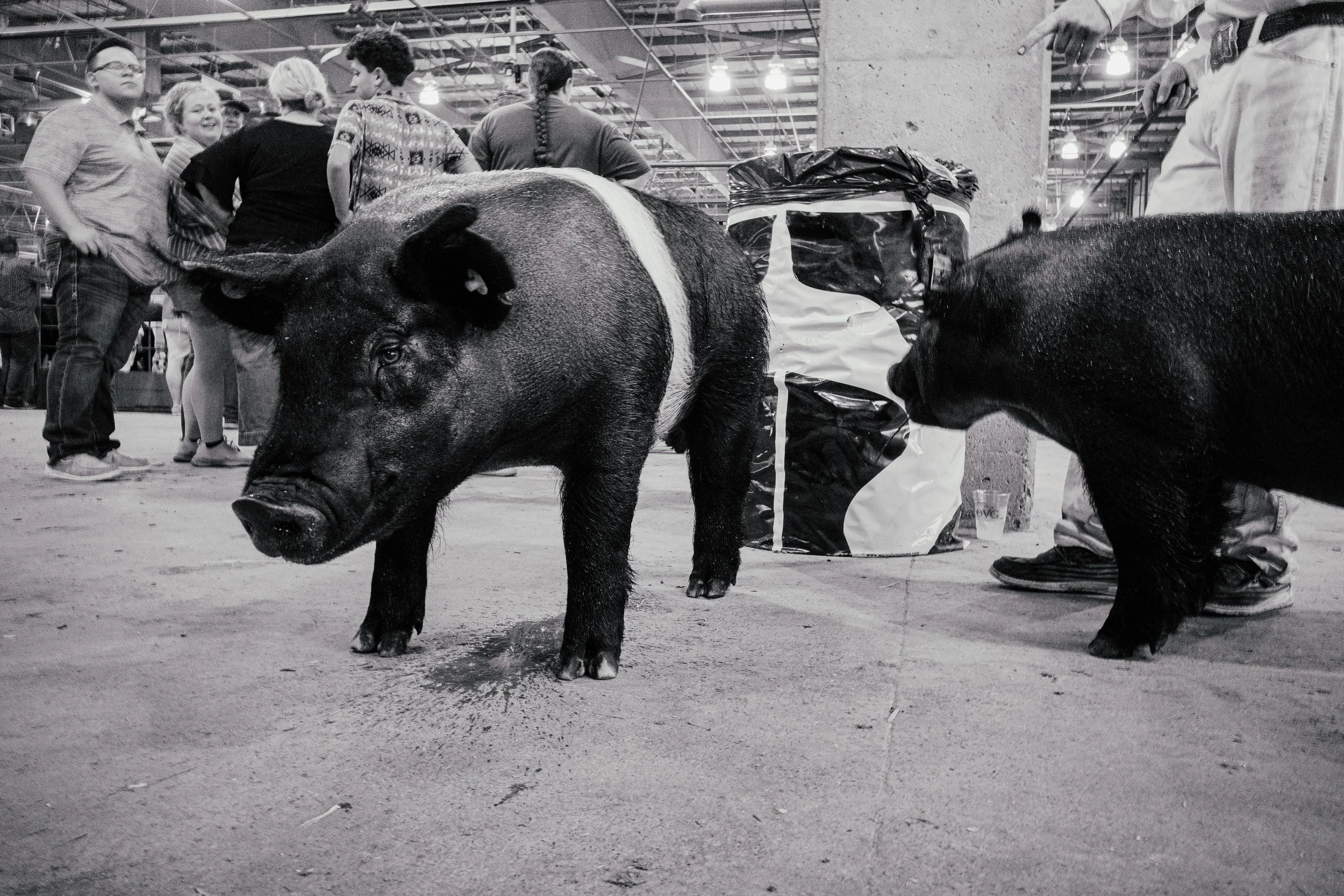 Sac_State_Fair_Set1_19K-4.jpg