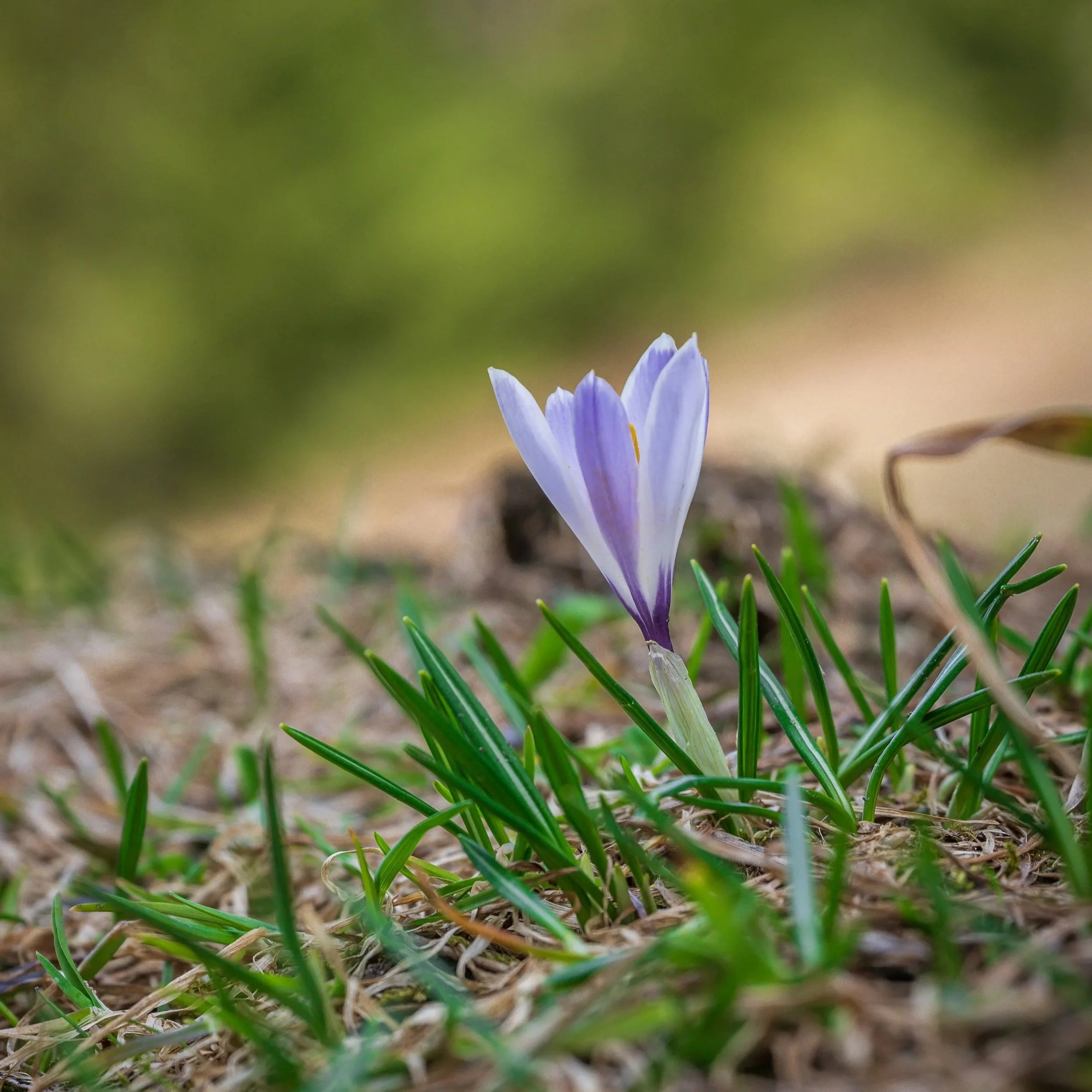 Dettaglio del tipico fiore di montagna, Crocus