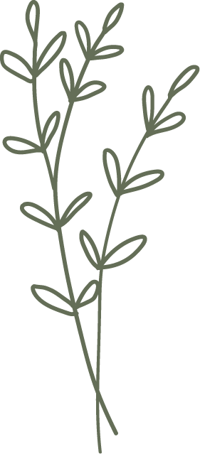 Ramosse di foglie verdi di erba aromatica.