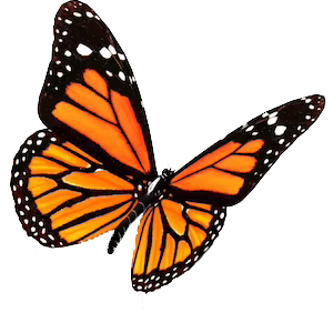 Monarch butterfly with orange, black, and white wings.