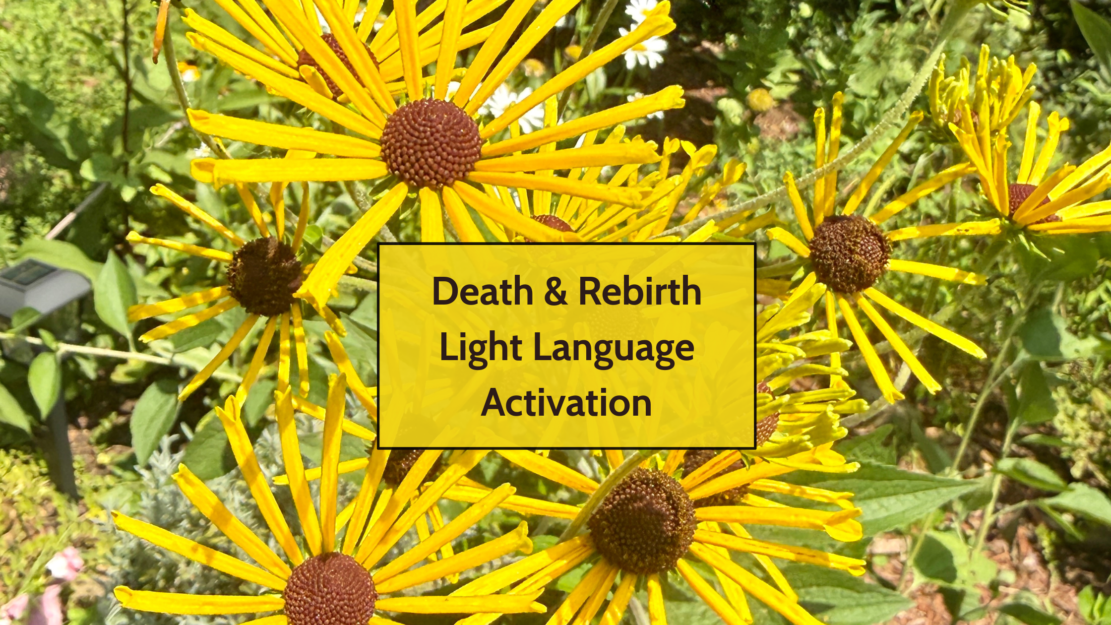 Coneflowers past their peak bloom beside newly opening buds, image for the Death & Rebirth Oracle Light Language Activation