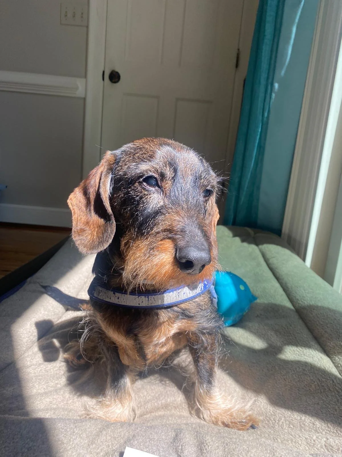 What Losing an Animal—Especially a Dog—Might Mean Spiritually