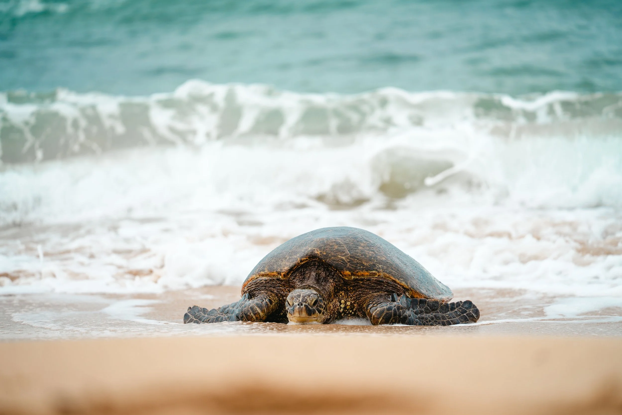 Feeling Unloved and Unwanted? What Mother Turtle Taught Me 