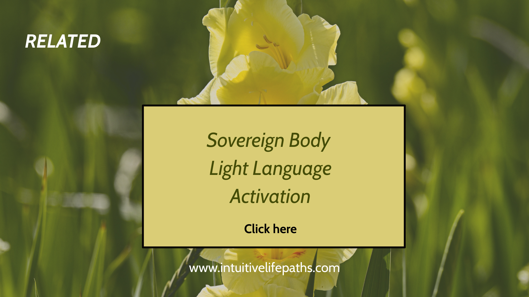 yellow gladiolus flower with Sovereign Body Light Language Activation by Intuitive Life Paths