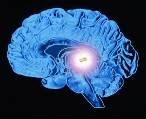 Diagram of the pineal gland in the human brain — Pineal Gland Activation & 5D Frequencies
