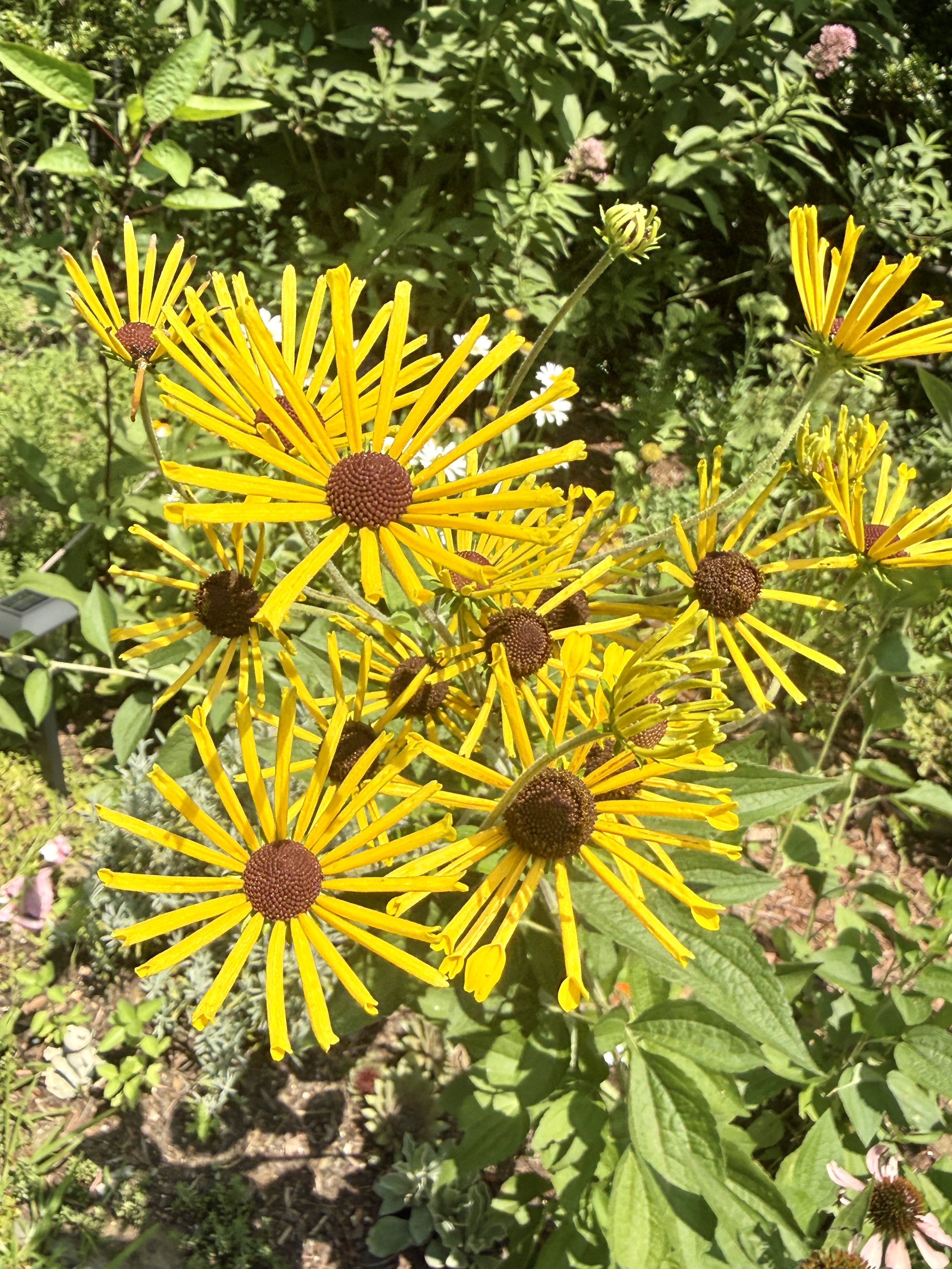 Yellow cutleaf coneflowers in full bloom, radiant petals around dark centers, symbolizing renewal