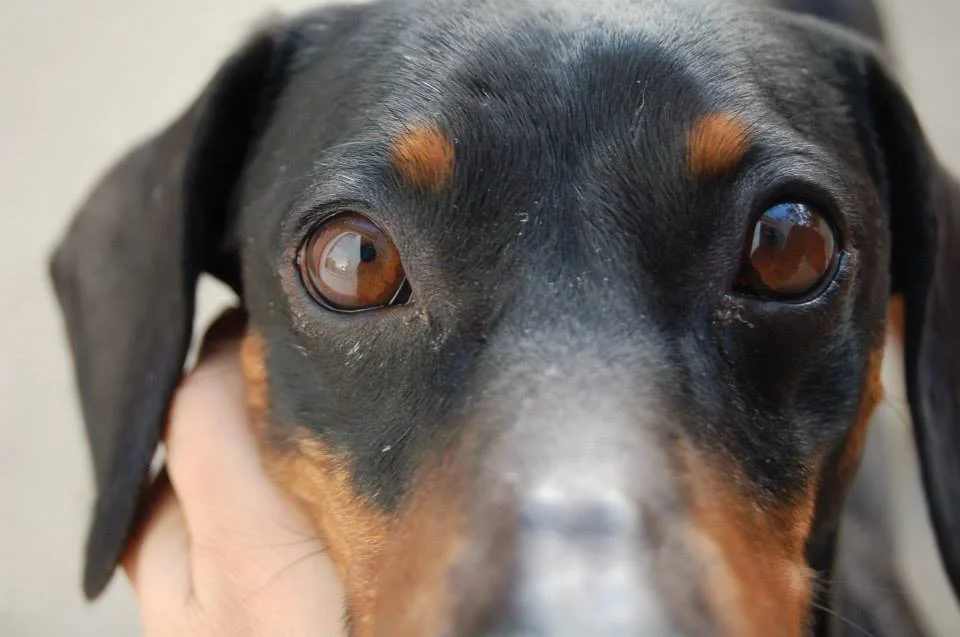 Animal Companion Reading