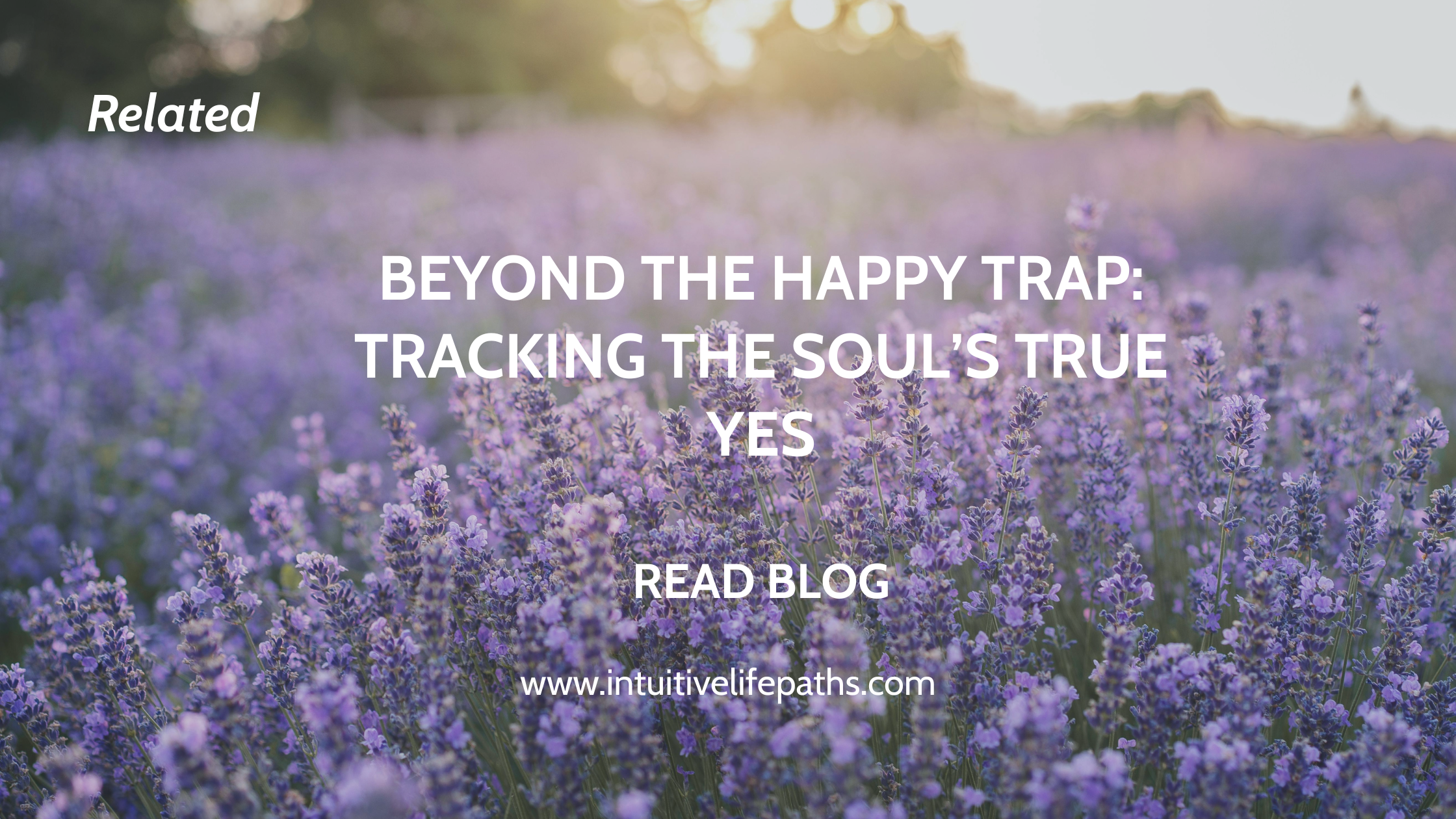 Purple lavender field with text overlay promoting related blog post Beyond the Happy Trap Tracking the Soul's True Yes at Intuitive Life Paths