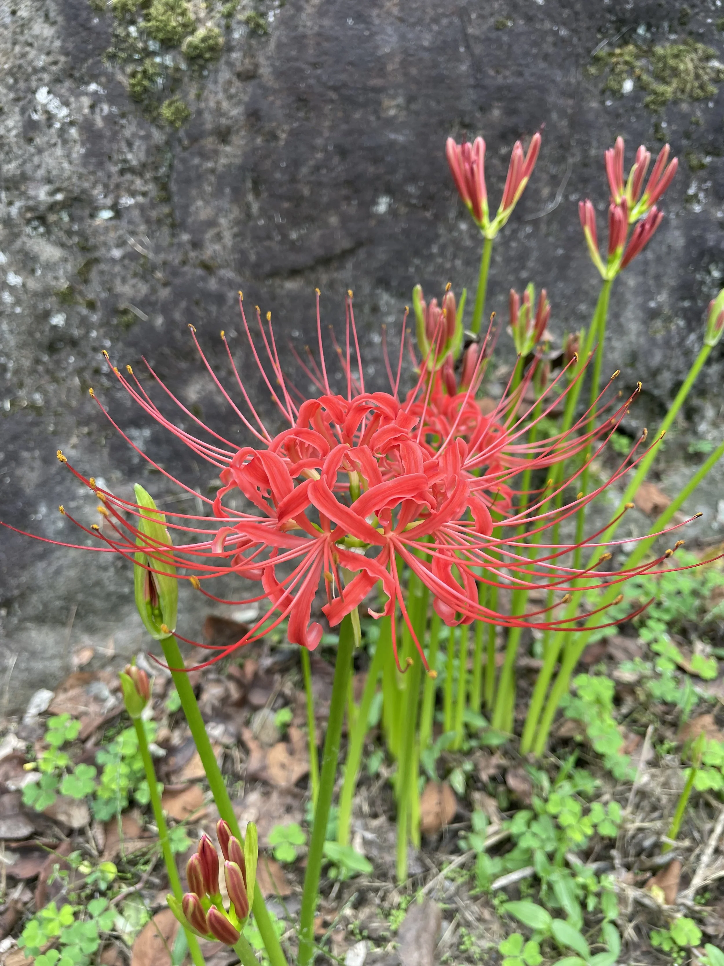 Spider Lily