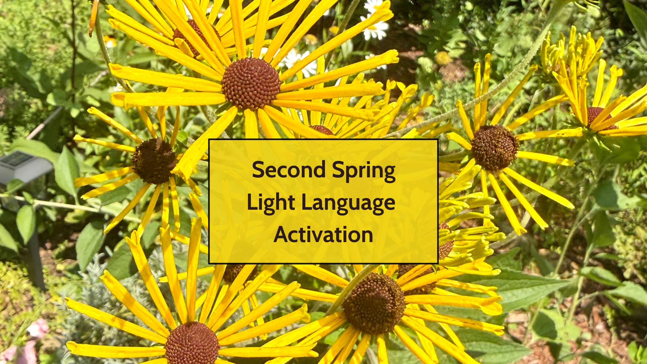 Yellow coneflowers in bloom, image for the 2nd Spring Light Language Activation supporting menopause renewal and self-authority