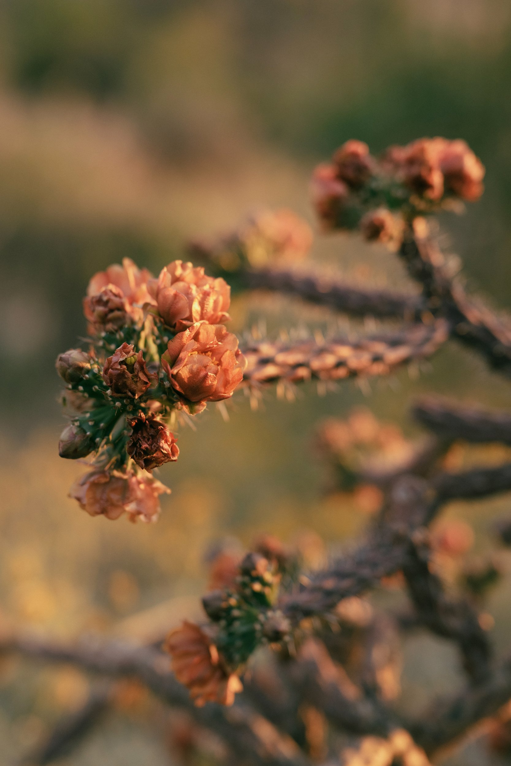 tucson-5.jpg