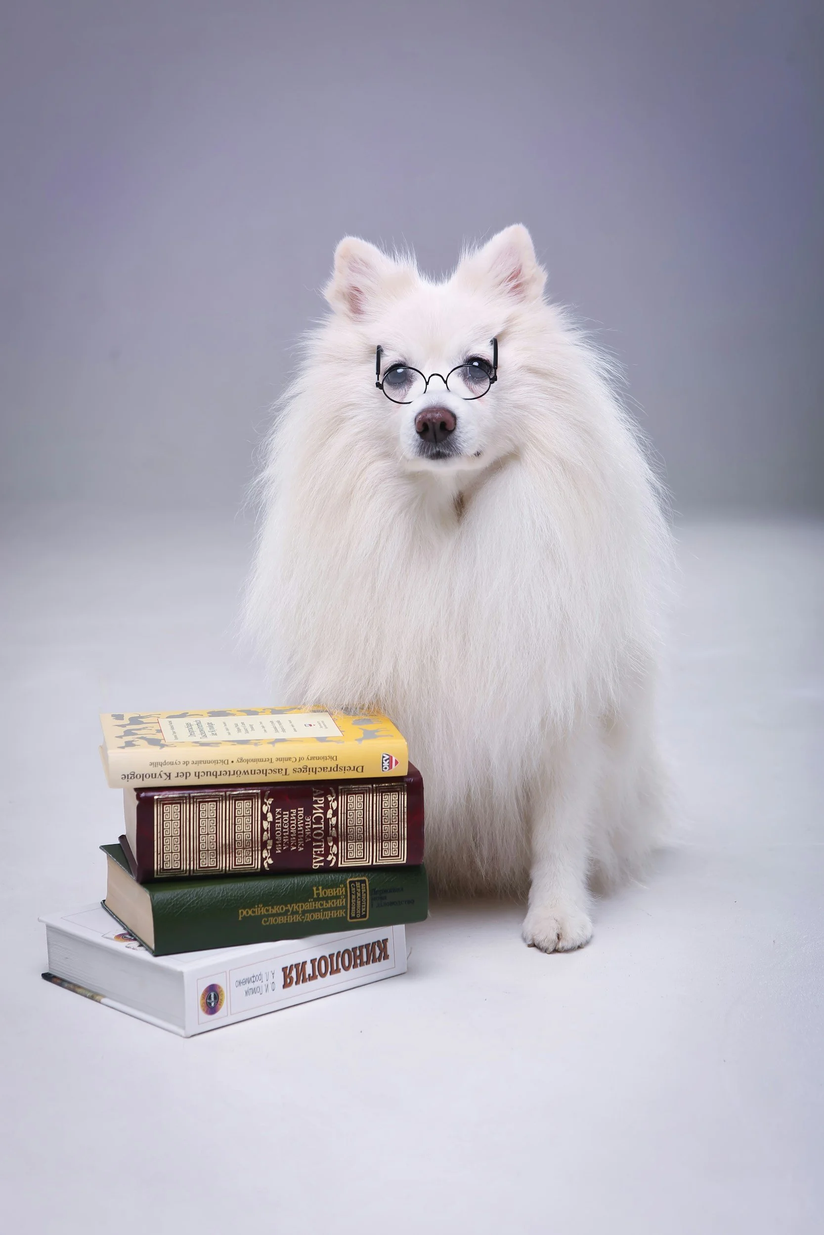 A white fluffy dog wearing round glasses is sitting behind a stack of books on a plain background.