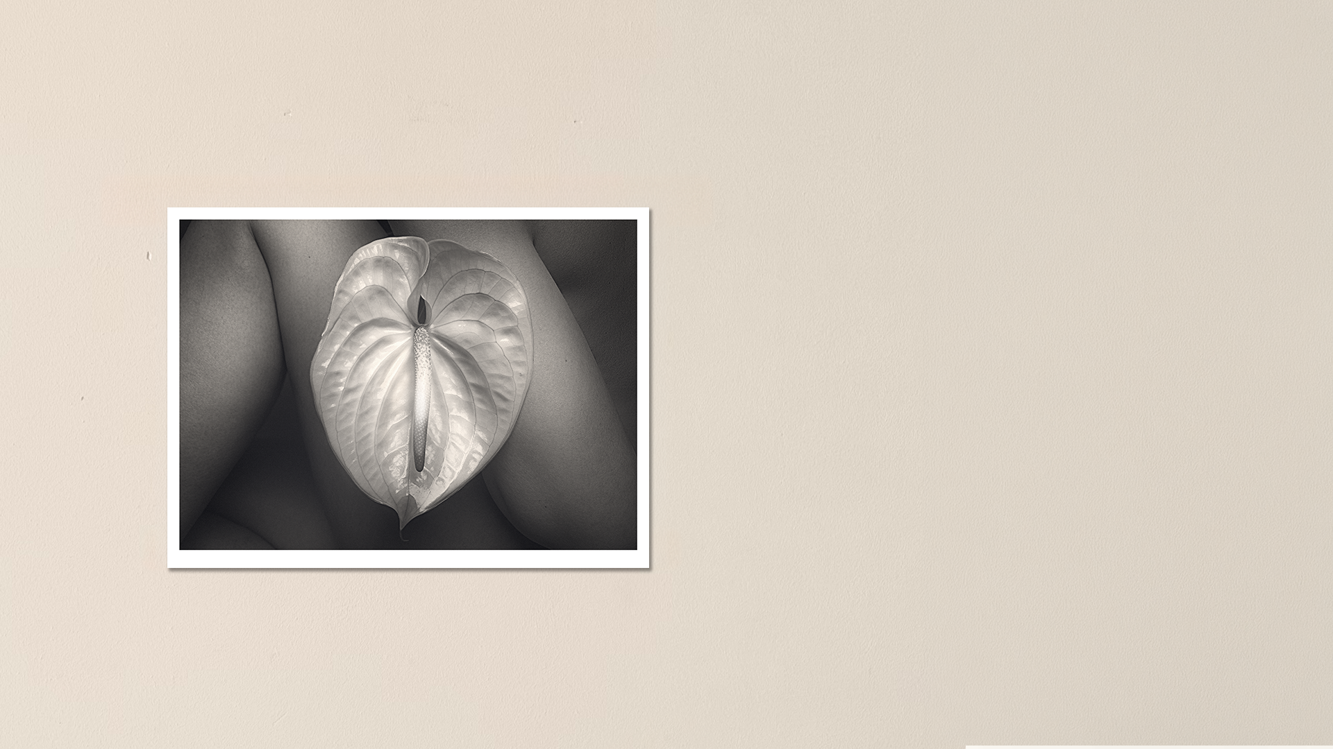 Anthurium #1 