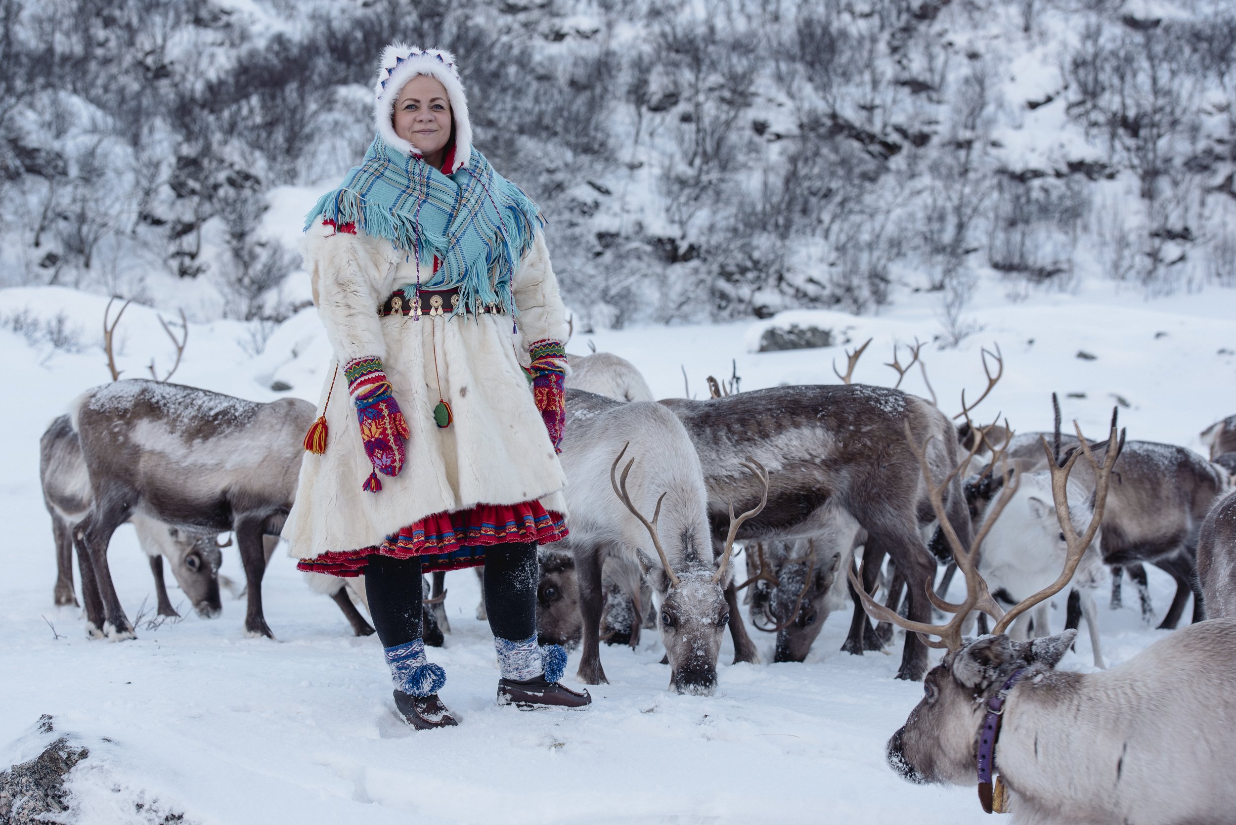 Reindeer and sami culture Tromsø