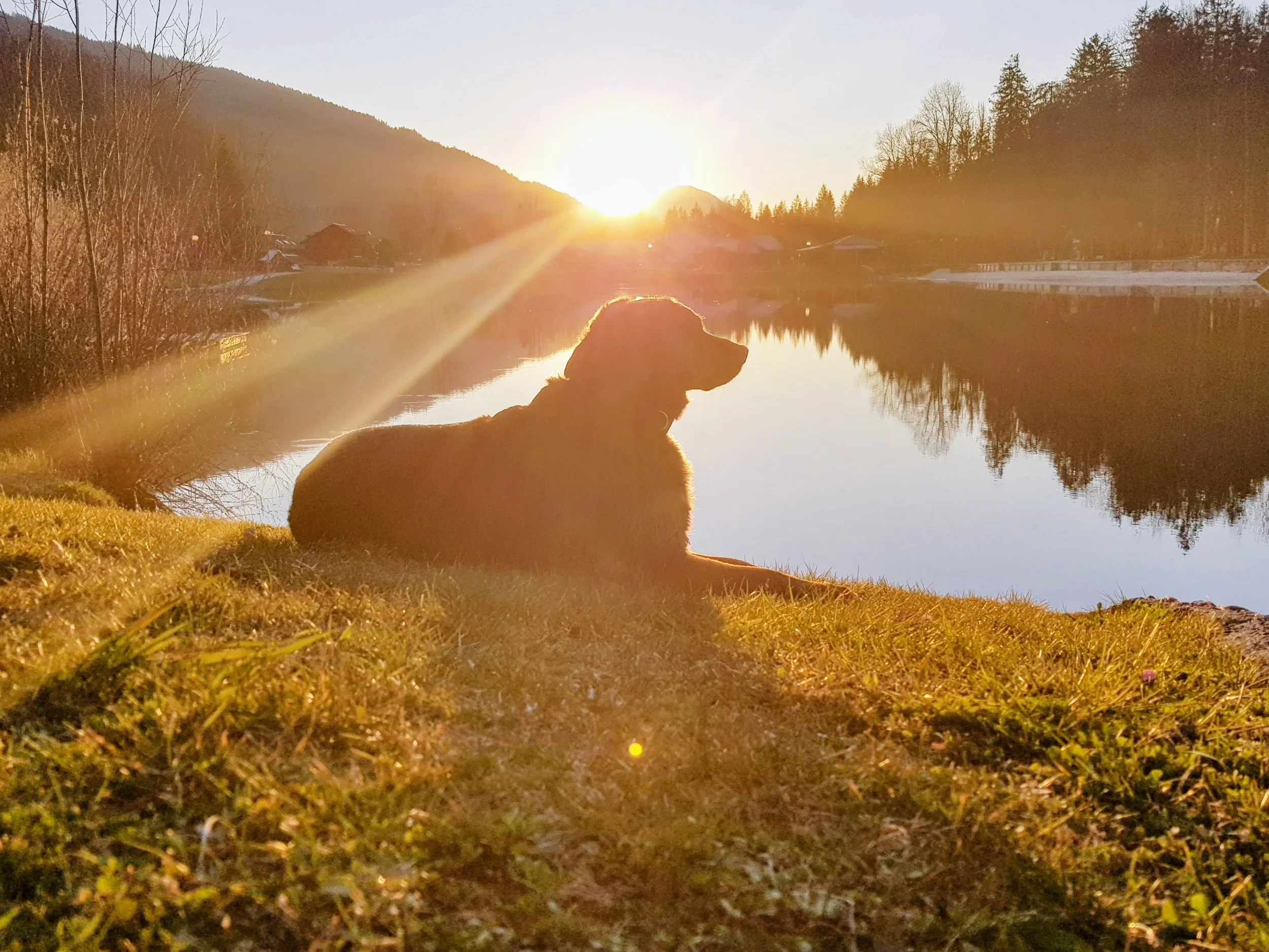 Dog lying on grass by a calm river during sunset, with hills and trees in the background.